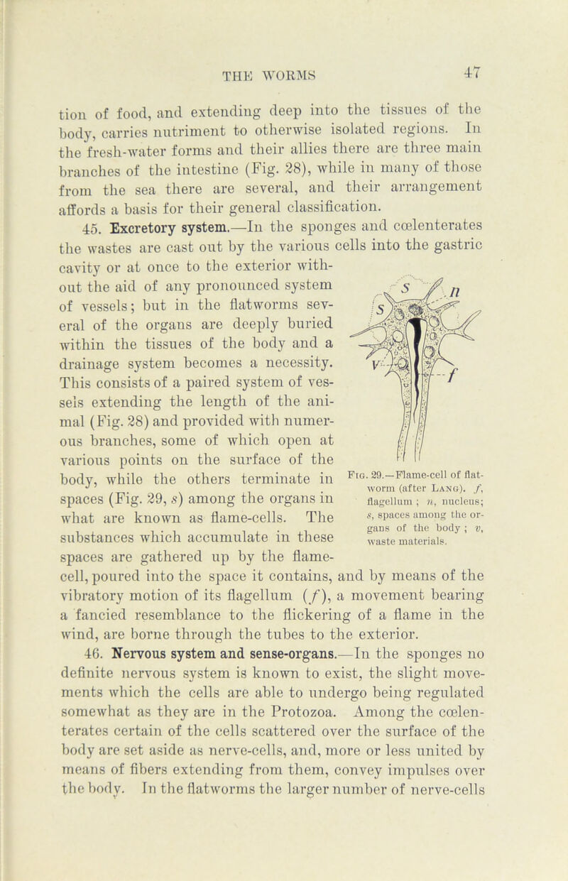 tion of food, and extending deep into the tissues of the body, carries nutriment to otherwise isolated regions. In the fresh-water forms and their allies there are three main branches of the intestine (Fig. 28), while in many of those from the sea there are several, and their arrangement affords a basis for their general classification. 45. Excretory system.—In the sponges and ccelenterates the wastes are cast out by the various cells into the gastric cavity or at once to the exterior with- out the aid of any pronounced system of vessels; but in the flatworms sev- eral of the organs are deeply buried within the tissues of the body and a drainage system becomes a necessity. This consists of a paired system of ves- sels extending the length of the ani- mal (Fig. 28) and provided with numer- ous branches, some of which open at various points on the surface of the body, while the others terminate in spaces (Fig. 29, s) among the organs in what are known as flame-cells. The substances which accumulate in these spaces are gathered up by the flame- cell, poured into the space it contains, and by means of the vibratory motion of its flagellum (/), a movement bearing a fancied resemblance to the flickering of a flame in the wind, are borne through the tubes to the exterior. 46. Nervous system and sense-organs.—In the sponges no definite nervous system is known to exist, the slight move- ments which the cells are able to undergo being regulated somewhat as they are in the Protozoa. Among the coelen- terates certain of the cells scattered over the surface of the body are set aside as nerve-cells, and, more or less united by means of fibers extending from them, convey impulses over the body. In the flatworms the larger number of nerve-cells Fig. 29.—Flame-cell of flat- worm (after Lang). /, flagellum ; n, nucleus; s, spaces among the or- gans of the body ; v, waste materials.
