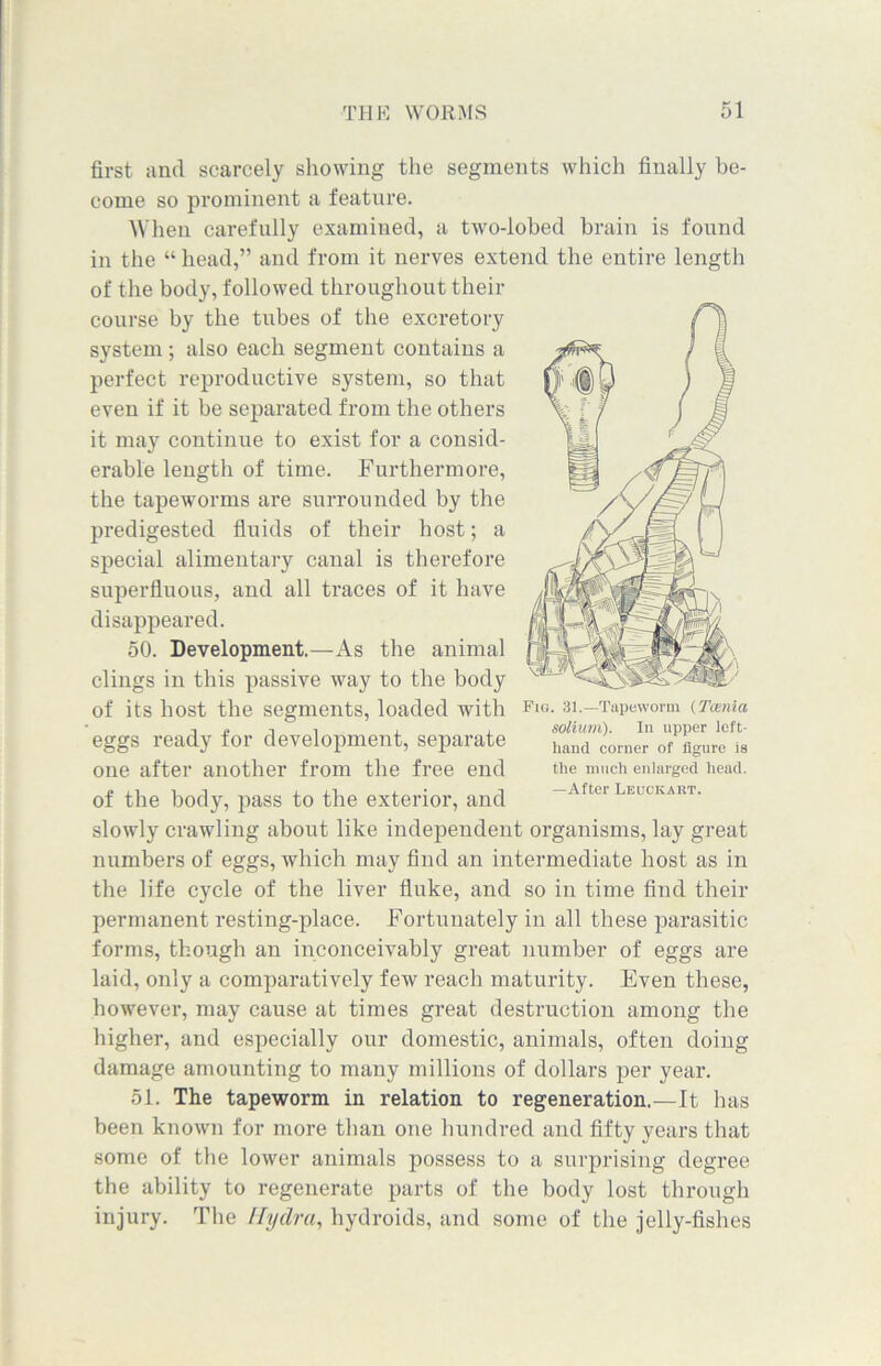 first and scarcely showing the segments which finally be- come so prominent a feature. When carefully examined, a two-lobed brain is found in the “ head,” and from it nerves extend the entire length of the body, followed throughout their course by the tubes of the excretory system ; also each segment contains a perfect reproductive system, so that even if it be separated from the others it may continue to exist for a consid- erable length of time. Furthermore, the tapeworms are surrounded by the predigested fluids of their host; a special alimentary canal is therefore superfluous, and all traces of it have disappeared. 50. Development.—As the animal clings in this passive way to the body of its host the segments, loaded with eggs ready for development, separate one after another from the free end of the body, pass to the exterior, and slowly crawling about like independent organisms, lay great numbers of eggs, which may find an intermediate host as in the life cycle of the liver fluke, and so in time find their permanent resting-place. Fortunately in all these parasitic forms, though an inconceivably great number of eggs are laid, only a comparatively few reach maturity. Even these, however, may cause at times great destruction among the higher, and especially our domestic, animals, often doing damage amounting to many millions of dollars per year. 51. The tapeworm in relation to regeneration.—It has been known for more than one hundred and fifty years that some of the lower animals possess to a surprising degree the ability to regenerate parts of the body lost through injury. The Hydra, hydroids, and some of the jelly-fishes Fig. 31.—Tapeworm (Tania solium). In upper left- hand corner of figure is the much enlarged head. —After Leuckart.