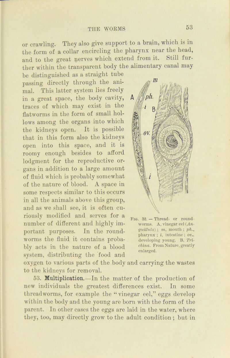 or crawling. They til so give support to a brain, which is in the form of a collar encircling the pharynx near the head, and to the great nerves which extend from it. Still fur- ther within the transparent body the alimentary canal may be distinguished as a straight tube passing directly through the ani- mal. This latter system lies freely in a great space, the body cavity, traces of which may exist in the flatworms in the form of small hol- lows among the organs into which the kidneys open. It is possible that in this form also the kidneys open into this space, and it is roomy enough besides to afford lodgment for the reproductive or- gans in addition to a large amount of fluid which is probably somewhat of the nature of blood. A space in some respects similar to this occurs in all the animals above this group, and as we shall see, it is often cu- riously modified and serves for a number of different and highly im- portant purposes. In the round- worms the fluid it contains proba- bly acts in the nature of a blood system, distributing the food and oxygen to various parts of the body and carrying the wastes to the kidneys for removal. 53. Multiplication.—In the matter of the production of new individuals the greatest differences exist. In some threadworms, for example the “vinegar eel,” eggs develop within the body and the young are born with the form of the parent. In other cases the eggs are laid in the water, where they, too, may directly grow to the adult condition ; but in Fig. 32. — Thread- or round- worms. A, vinegar eel (An- guillula') ; tn, mouth ; ph., pharynx ; i, intestine ; OV., developing young. B, Tri- china. From Nature, greatly enlarged.