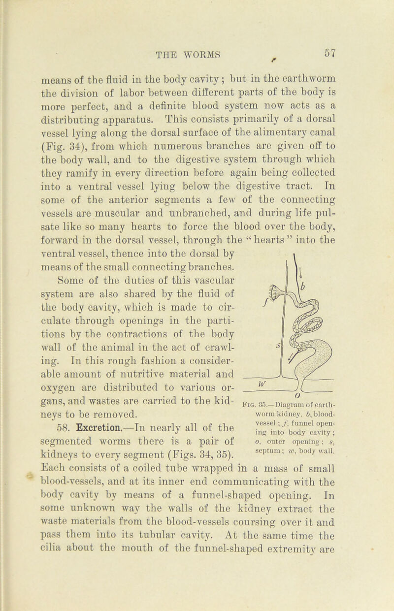 means of the fluid in the body cavity ; but in the earthworm the division of labor between different parts of the body is more perfect, and a definite blood system now acts as a distributing apparatus. This consists primarily of a dorsal vessel lying along the dorsal surface of the alimentary canal (Fig. 34), from which numerous branches are given off to the body wall, and to the digestive system through which they ramify in every direction before again being collected into a ventral vessel lyiug below the digestive tract. In some of the anterior segments a few of the connecting vessels are muscular and unbranched, and during life pul- sate like so many hearts to force the blood over the body, forward in the dorsal vessel, through the “ hearts ” into the ventral vessel, thence into the dorsal by means of the small connecting branches. Some of the duties of this vascular system are also shared by the fluid of the body cavity, which is made to cir- culate through openings in the parti- tions by the contractions of the body wall of the animal in the act of crawl- ing. In this rough fashion a consider- able amount of nutritive material and oxygen are distributed to various or- gans, and wastes are carried to the kid- neys to be removed. 58. Excretion.—In nearly all of the segmented worms there is a pair of kidneys to every segment (Figs. 34, 35). Each consists of a coiled tube wrapped in a mass of small blood-vessels, and at its inner end communicating with the body cavity by means of a funnel-shaped opening. In some unknown way the walls of the kidney extract the waste materials from the blood-vessels coursing over it and pass them into its tubular cavity. At the same time the cilia about the mouth of the funnel-shaped extremity are worm kidney. 6, blood- vessel ; /, funnel open- ing into body cavity; o, outer opening; s, septum; w, body wall.