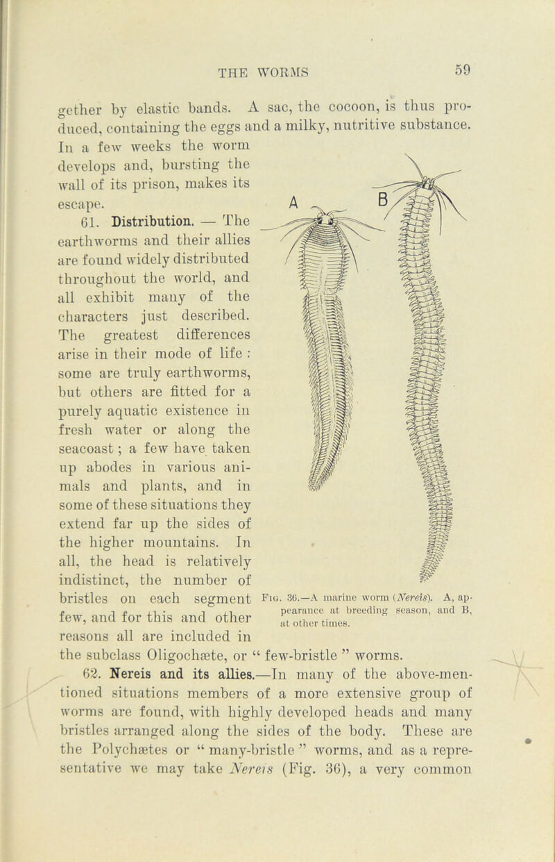 gether by elastic bands. A sac, the cocoon, is thus pro- duced, containing the eggs and a milky, nutritive substance. In a few weeks the worm develops and, bursting the wall of its prison, makes its escape. 61. Distribution. — The earthworms and their allies are found widely distributed throughout the world, and all exhibit many of the characters just described. The greatest differences arise in their mode of life : some are truly earthworms, but others are fitted for a purely aquatic existence in fresh water or along the seacoast; a few have taken up abodes in various ani- mals and plants, and in some of these situations they extend far ujo the sides of the higher mountains, hi all, the head is relatively indistinct, the number of bristles Oil each segment Fig- 36.—A marine worm (Nereis). A, ap- » i j i pnarance at breeding season, and B, few, and for this and other ,,t other times. reasons all are included in the subclass Oligocheete, or “ few-bristle ” worms. 62. Nereis and its allies.—In many of the above-men- tioned situations members of a more extensive group of worms are found, with highly developed heads and many bristles arranged along the sides of the body. These are the Polychajtes or “ many-bristle ” worms, and as a repre- sentative we may take Nereis (Fig. 36), a very common