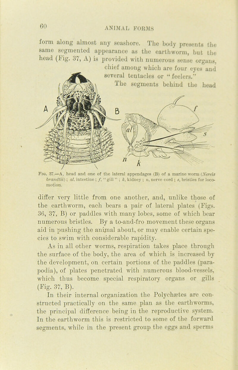 fonn along almost any seashore. The body presents the same segmented appearance as the earthworm, but the head (big. 37, A) is provided with numerous sense organs, chief among which are four eyes and several tentacles or “feelers.” The segments behind the head Fib. 37.—A, head and one of the lateral appendages (B) of a marine worm (Xereis brandtii); al, intestine ; /, “ gill ” ; k, kidney ; n. nerve cord ; s, bristles for loco- motion. differ very little from one another, and, unlike those of the earthworm, each bears a pair of lateral plates (Figs. 36, 37, B) or paddles with many lobes, some of which bear numerous bristles. By a to-and-fro movement these organs aid in pushing the animal about, or may enable certain spe- cies to swim with considerable rapidity. As in all other worms, respiration takes place through the surface of the body, the area of which is increased by the development, on certain portions of the paddles (para- podia), of plates penetrated with numerous blood-vessels, which thus become special respiratory organs or gills (Fig. 37, B). In their internal organization the Polycliahes are con- structed practically on the same plan as the earthworms, the principal difference being in the reproductive system. In the earthworm this is restricted to some of the forward segments, while in the pi’esent group the eggs and sperms