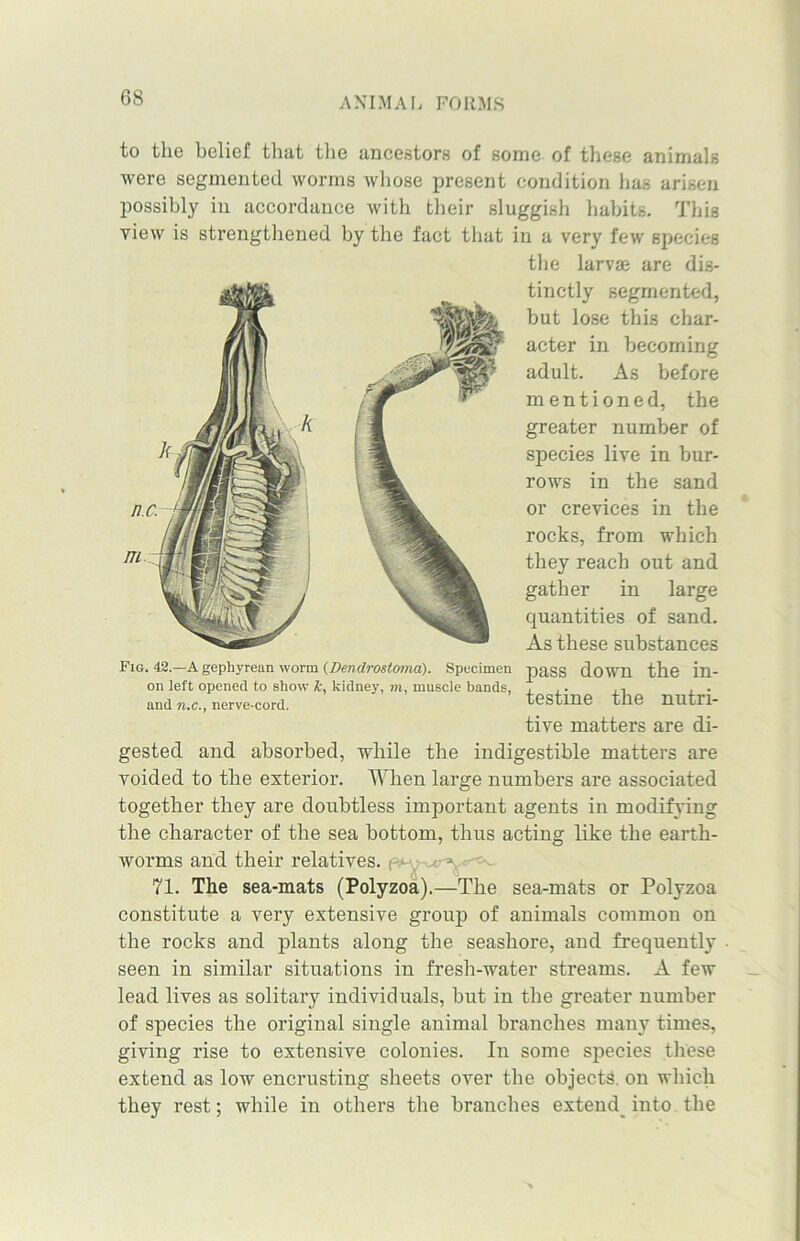 to the belief that the ancestors of some of these animals were segmented worms whose present condition has arisen possibly in accordance with their sluggish habits. This view is strengthened by the fact that in a very few species the larvae are dis- tinctly segmented, but lose this char- acter in becoming adult. As before mentioned, the greater number of species live in bur- rows in the sand or crevices in the rocks, from which they reach out and gather in large quantities of sand. As these substances Fig. 42.—A gephyrean worm (Dendrosloma). Specimen pass down the in- on left opened to show k, kidney, m, muscle bands, , . , . and n.c., nerve-cord. testine tne nutri- tive matters are di- gested and absorbed, while the indigestible matters are voided to the exterior. When large numbers are associated together they are doubtless important agents in modifying the character of the sea bottom, thus acting like the earth- worms and their relatives. ('■> , - 71. The sea-mats (Polyzoa).—The sea-mats or Polyzoa constitute a very extensive group of animals common on the rocks and plants along the seashore, and frequently seen in similar situations in fresh-water streams. A few lead lives as solitary individuals, but in the greater number of species the original single animal branches many times, giving rise to extensive colonies. In some species these extend as low encrusting sheets over the objects on which they rest; while in others the branches extend into the
