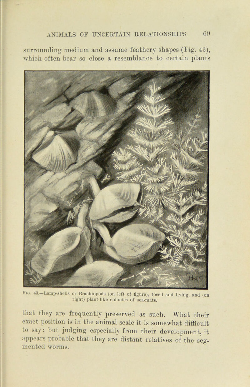 surrounding medium and assume feathery shapes (Fig. 43), which, often bear so close a resemblance to certain plants Fig. 43.—Lamp-shells or Brachiopods (on left of figure), fossil and living, and (.on right) plant-like colonies of sea-mats. that they are frequently preserved as such. What their exact position is in the animal scale it is somewhat difficult to say; but judging especially from their development, it appears probable that they are distant relatives of the seg- mented worms.