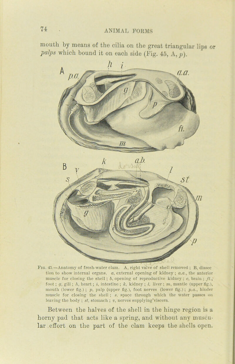 n moutli by means of the cilia on the great triangular lips or palps which bound it on each side (Fig. 45, A, p). Fig. 45.—Anatomy of fresh-water clam. A, right valve of shell removed ; B. dissec tion to show internal organs, a, external opening of kidney ; a.a., the anterior muscle for closing the shell; b, opening of reproductive kidney : c. brain; ft.; foot; g, gill; h, heart; i, intestine ; k, kidney ; l, liver ; ?«, mantle (upper fig.l, mouth (lower fig.) ; p. palp (upper fig.), foot nerves (lower fig.); p.a., hinder muscle for closing the shell ; s, space through which the water passes on leaving the body ; si, stomach ; v, nerves supplying'viseera. Between the halves of the shell in the hinge region is a horny pad that acts like a spring, and without any muscu- lar effort on the part of the clam keeps the shells open.