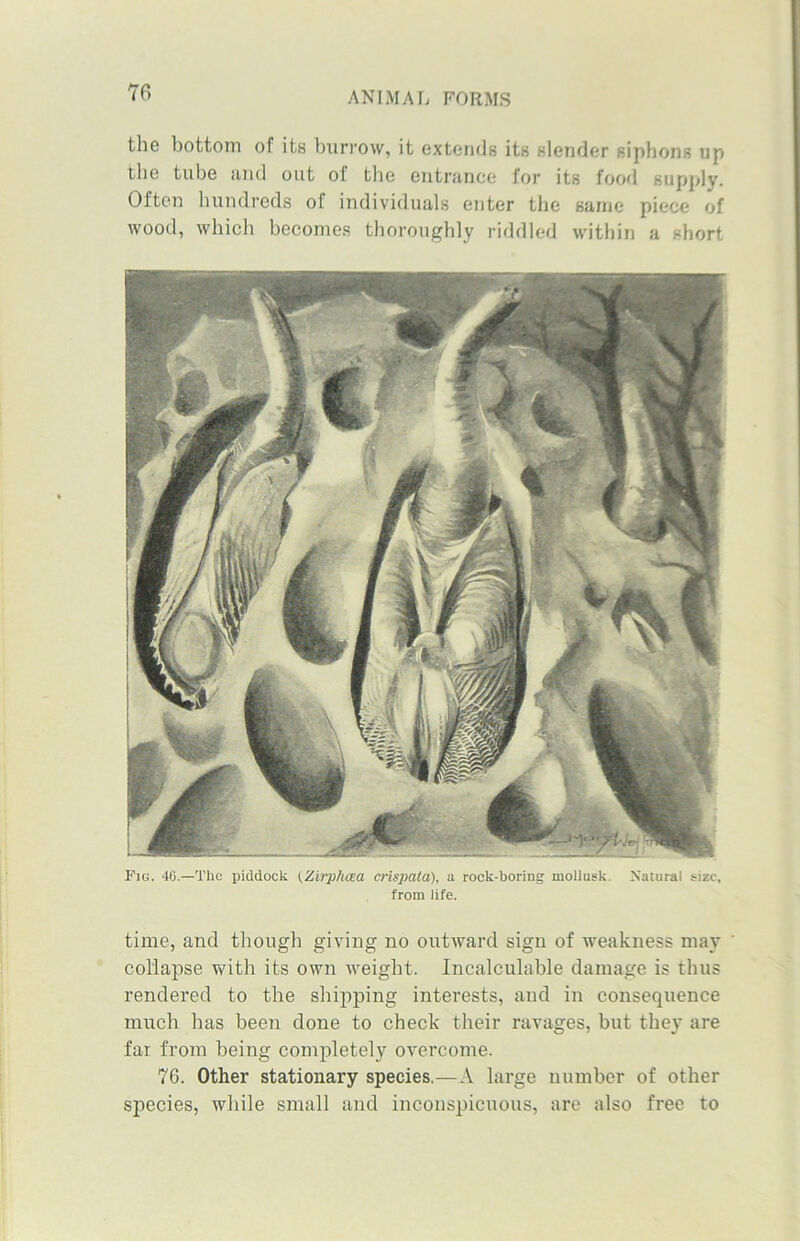 the bottom of its burrow, it extends its slender siphons up the tube and out oi the entrance for its food supply. Often hundreds of individuals enter the same piece of wood, which becomes thoroughly riddled within a short Fig. 4G.—The piddock (Zirphwa crispata), a rook-boring moliusk. Natural size, from life. time, and though giving no outward sign of weakness may collapse with its own weight. Incalculable damage is thus rendered to the shipping interests, and in consequence much has been done to check their ravages, but they are far from being completely overcome. 76. Other stationary species,—A large number of other species, while small and inconspicuous, are also free to