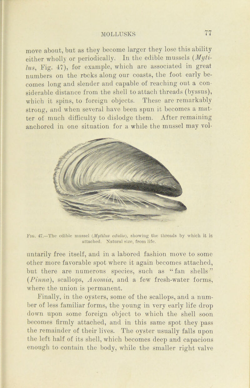 move about, but as they become larger they lose this ability either wholly or periodically. In the edible mussels (Myti- his. Fig. 47), for example, which are associated in great numbers on the rocks along our coasts, the foot early be- comes long and slender and capable of reaching out a con- siderable distance from the shell to attach threads (byssus), which it spins, to foreign objects. These are remarkably strong, and when several have been spun it becomes a mat- ter of much difficulty to dislodge them. After remaining anchored in one situation for a while the mussel may vol- Fig. 47.—The edible mussel (Mytilus eclulis), showing the threads by which it is attached. Natural size, from life. untarily free itself, and in a labored fashion move to some other more favorable spot where it again becomes attached, but there are numerous species, such as “fan shells” {Pinna), scallops, Anomia, and a few fresh-water forms, where the union is permanent. Finally, in the oysters, some of the scallops, and a num- ber of less familiar forms, the young in very early life drop down upon some foreign object to which the shell soon becomes firmly attached, and in this same spot they pass the remainder of their lives. The oyster usually falls upon the left half of its shell, which becomes deep and capacious enough to contain the body, while the smaller right valve