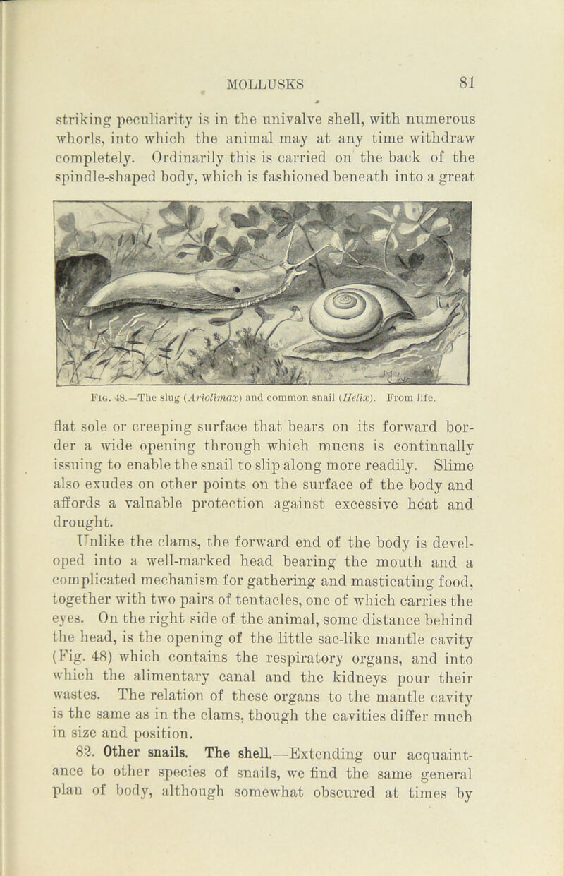striking peculiarity is in the univalve shell, with numerous whorls, into which the animal may at any time withdraw completely. Ordinarily this is carried on the back of the spindle-shaped body, which is fashioned beneath into a great Fig. 48.—The slug (Ariolimax) and common snail (Helix). From life. flat sole or creeping surface that bears on its forward bor- der a wide opening through which mucus is continually issuing to enable the snail to slip along more readily. Slime also exudes on other points on the surface of the body and affords a valuable protection against excessive heat and drought. Unlike the clams, the forward end of the body is devel- oped into a well-marked head bearing the mouth and a complicated mechanism for gathering and masticating food, together with two pairs of tentacles, one of which carries the eyes. On the right side of the animal, some distance behind the head, is the opening of the little sac-like mantle cavity (Fig. 48) which contains the respiratory organs, and into which the alimentary canal and the kidneys pour their wastes. The relation of these organs to the mantle cavity is the same as in the clams, though the cavities differ much in size and position. 82. Other snails. The shell.—Extending our acquaint- ance to other species of snails, we find the same general plan of body, although somewhat obscured at times by