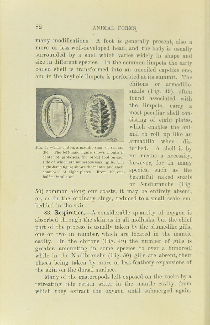 many modifications. A foot is generally present, also a more or less well-developed head, and the body is usuallv surrounded by a shell which varies widely in shape and size in different species. In the common limpets the early coiled shell is transformed into an uncoiled cap-like one, and in the keyhole limpets is perforated at its summit. The chitons or armadillo- snails (Fig. 49), often found associated with the limpets, carry a most peculiar shell con- sisting of eight plates, which enables the ani- mal to roll up like an armadillo when dis- turbed. A shell is by no means a necessity, however, for in many species, such as the beautiful naked snails or Kudibranchs (Fig. 50) common along our coasts, it may be entirely absent, or, as in the ordinary slugs, reduced to a small scale em- bedded in the skin. 83. Respiration.—A considerable quantity of oxygen is absorbed through the skin, as in all mollusks, but the chief part of the process is usually taken by the plume-like gills, one or two in number, which are located in the mantle cavity. In the chitons (Fig. 49) the number of gills is greater, amounting in some species to over a hundred,' while in the Nudibranchs (Fig. 50) gills are absent, their places being taken by more or less feathery expansions of the skin on the dorsal surface. Many of the gasteropods left exposed on the rocks by a retreating tide retain water in the mantle cavity, from which they extract the oxygen until submerged again. Fig. 49.—The chiton, armadillo-snail or sea-cra- dle. The left-hand figure shows mouth in center of proboscis, the broad foot on each side of which are numerous small gills. The right-hand figure shows the mantle and shell, composed of eight plates. From life, one- half natural size.