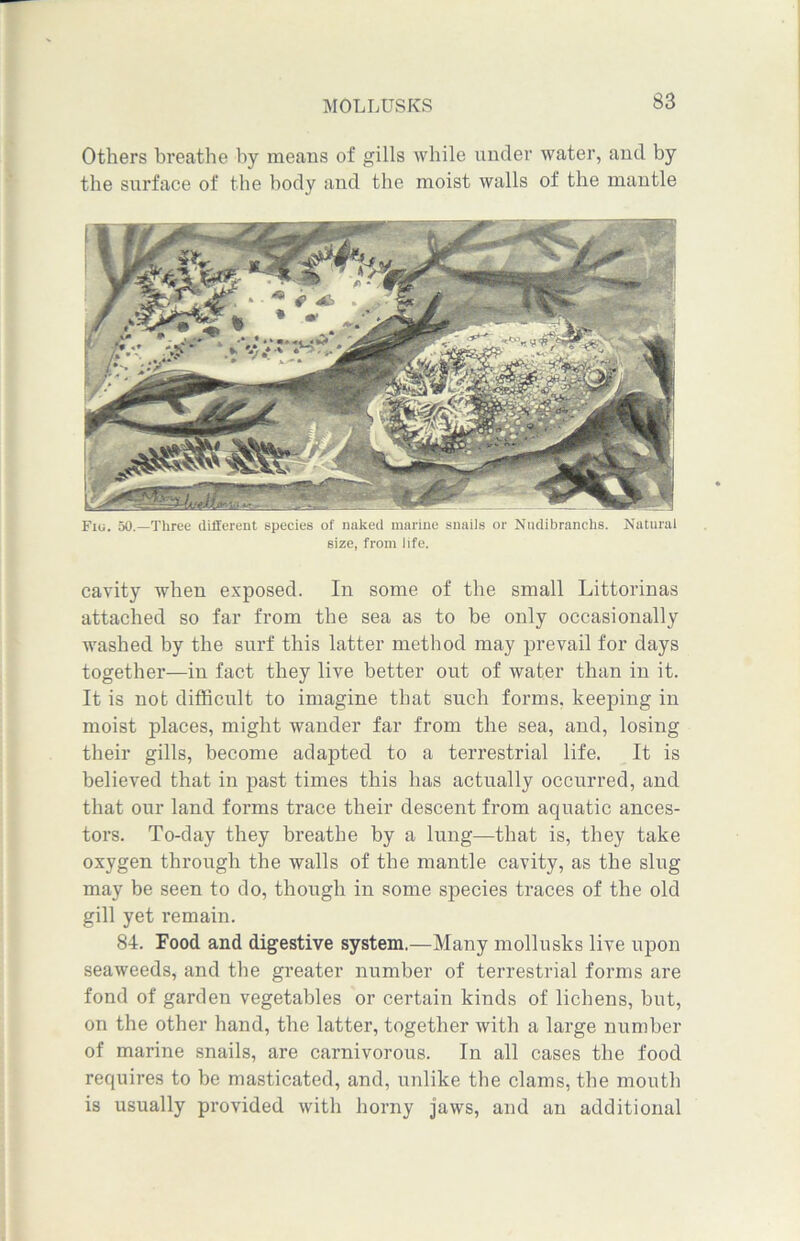 Others breathe by means of gills while under water, and by the surface of the body and the moist walls of the mantle Fio. 50.—Three different species of naked marine snails or Nudibranchs. Natural size, from life. cavity when exposed. In some of the small Littorinas attached so far from the sea as to be only occasionally washed by the surf this latter method may prevail for days together—in fact they live better out of water than in it. It is not difficult to imagine that such forms, keeping in moist places, might wander far from the sea, and, losing their gills, become adapted to a terrestrial life. It is believed that in past times this has actually occurred, and that our land forms trace their descent from aquatic ances- tors. To-day they breathe by a lung—that is, they take oxygen through the walls of the mantle cavity, as the slug may be seen to do, though in some species traces of the old gill yet remain. 84. Food and digestive system.—Many mollusks live upon seaweeds, and the greater number of terrestrial forms are fond of garden vegetables or certain kinds of lichens, but, on the other hand, the latter, together with a large number of marine snails, are carnivorous. In all cases the food requires to be masticated, and, unlike the clams, the mouth is usually provided with horny jaws, and an additional