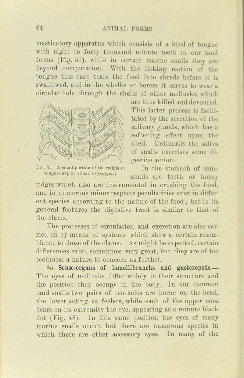 masticatory apparatus which consists of a kind of tongue with eight to forty thousand minute teeth in our land forms (Fig. 51), while in certain marine snails they are beyond computation. With the licking motion of the tongue this rasp tears the food into shreds before it is swallowed, and in the whelks or borers it serves to wear a circular hole through the shells of other mollusks, which are thus killed and devoured. This latter process is facili- tated by the secretion of the salivary glands, which has a softening effect upon the shell. Ordinarily the saliva of snails exercises some di- gestive action. In the stomach of some snails are teeth or horny ridges which also are instrumental in crushing the food, and in numerous minor respects peculiarities exist in differ- ent species according to the nature of the food; but in its general features the digestive tract is similar to that of the clams. The processes of circulation and excretion are also car- ried on by means of systems which show a certain resem- blance to those of the clams. As might be expected, certain differences exist, sometimes very great, but they are of too technical a nature to concern us further. 85. Sense-organs of lamellibranchs and gasteropods.— The eyes of mollusks differ widely in their structure and the position they occupy in the body. In our common land snails two pairs of tentacles are borne on the head, the lower acting as feelers, while each of the upper ones bears on its extremity the eye, appearing as a minute black dot (Fig. 48). In this same position the eyes of many marine snails occur, but there are numerous species in which there are other accessory eyes. In many of the Fig. 51.—A small portion of the radii la or tongue-rasp of a snail (Sycotypus).