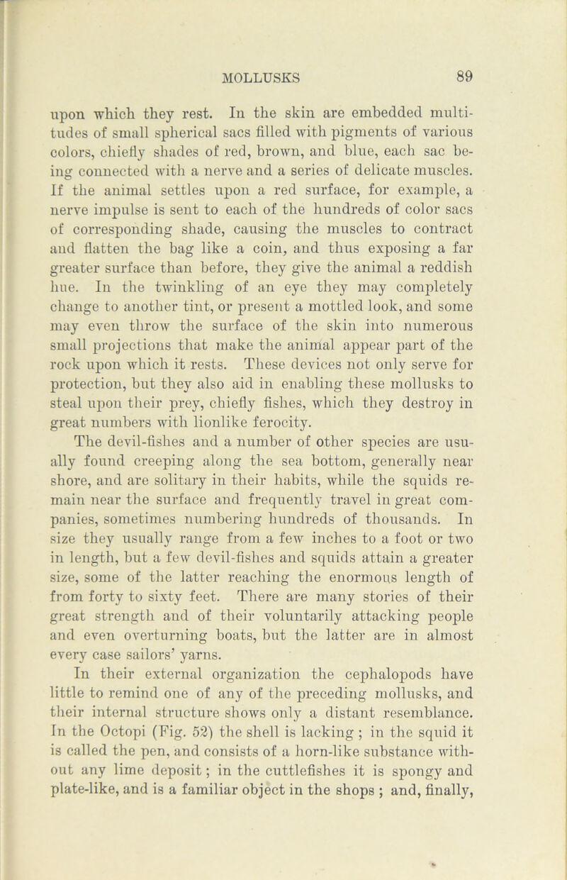 upon which they rest. In the skin are embedded multi- tudes of small spherical sacs filled with pigments of various colors, chiefly shades of red, brown, and blue, each sac be- ing connected with a nerve and a series of delicate muscles. If the animal settles upon a red surface, for example, a nerve impulse is seut to each of the hundreds of color sacs of corresponding shade, causing the muscles to contract and flatten the bag like a coin, and thus exposing a far greater surface than before, they give the animal a reddish hue. In the twinkling of an eye they may completely change to another tint, or present a mottled look, and some may even throw the surface of the skin into numerous small projections that make the animal appear part of the rock upon which it rests. These devices not only serve for protection, but they also aid in enabling these mollusks to steal upon their prey, chiefly fishes, which they destroy in great numbers with lionlike ferocity. The devil-fishes and a number of other sj)ecies are usu- ally found creeping along the sea bottom, generally near shore, and are solitary in their habits, while the squids re- main near the surface and frequently travel in great com- panies, sometimes numbering hundreds of thousands. In size they usually range from a few inches to a foot or two in length, but a few devil-fishes and squids attain a greater size, some of the latter reaching the enormous length of from forty to sixty feet. There are many stories of their great strength and of their voluntarily attacking people and even overturning boats, but the latter are in almost every case sailors’ yarns. In their external organization the cephalopods have little to remind one of any of the preceding mollusks, and their internal structure shows only a distant resemblance. In the Octopi (Fig. 52) the shell is lacking ; in the squid it is called the pen, and consists of a horn-like substance with- out any lime deposit; in the cuttlefishes it is spongy and plate-like, and is a familiar object in the shops ; and, finally,