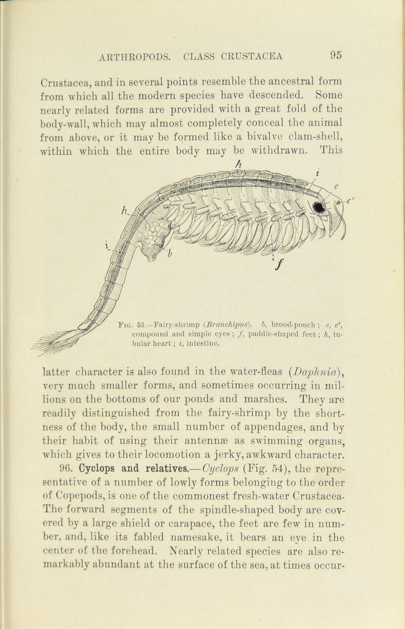 Crustacea, and in several points resemble the ancestral form from which all the modern species have descended. Some nearly related forms are provided with a great fold of the body-wall, which may almost completely conceal the animal from above, or it may be formed like a bivalve clam-shell, within which the entire body may be withdrawn. This latter character is also found in the water-fleas (Daphnia), very much smaller forms, and sometimes occurring in mil- lions on the bottoms of our ponds and marshes. They are readily distinguished from the fairy-shrimp by the short- ness of the body, the small number of appendages, and by their habit of using their antennas as swimming organs, which gives to their locomotion a jerky, awkward character. 96. Cyclops and relatives.—Cyclops (Fig. 54), the repre- sentative of a number of lowly forms belonging to the order of Copepods, is one of the commonest fresh-water Crustacea- The forward segments of the spindle-shaped body are cov- ered by a large shield or carapace, the feet are few in num- ber, and, like its fabled namesake, it bears an eye in the center of the forehead. Nearly related species are also re- markably abundant at the surface of the sea, at times occur-
