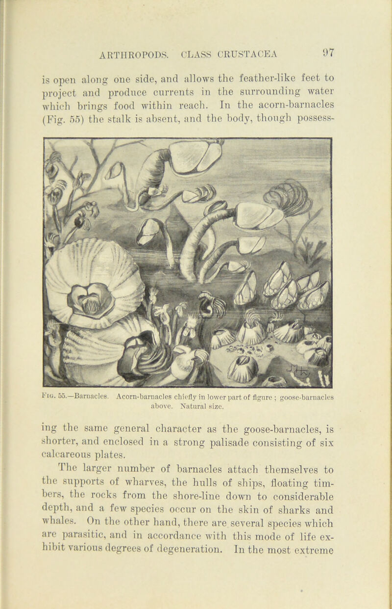 is open along one side, and allows the feather-like feet to project and produce currents in the surrounding water which brings food within reach. In the acorn-barnacles (Fig. 55) the stalk is absent, and the body, though possess- 1’ ig. 55.—Barnacles. Acorn-barnacles chiefly in lower part of figure ; goose-barnacles above. Natural size. ing the same general character as the goose-barnacles, is shorter, and enclosed in a strong palisade consisting of six calcareous plates. The larger number of barnacles attach themselves to the supports of wharves, the hulls of ships, floating tim- bers, the rocks from the shore-line down to considerable depth, and a few species occur on the skin of sharks and whales. On the other hand, there are several species which are parasitic, and in accordance with this mode of life ex- hibit various degrees of degeneration. In the most extreme