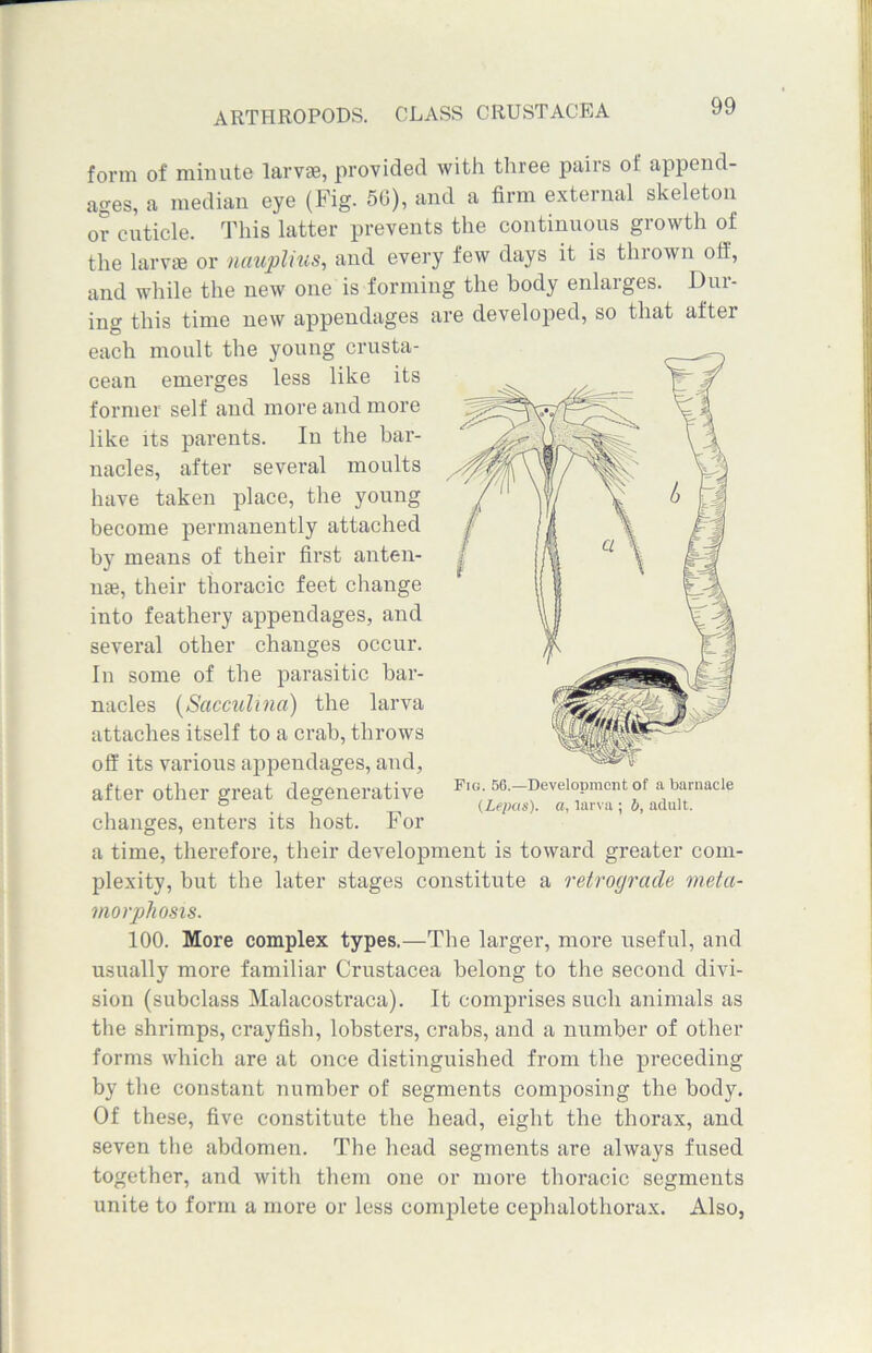 form of minute larvae, provided with three pairs of append- ages, a median eye (Fig. 56), and a firm external skeleton or cuticle. This latter prevents the continuous growth of the larvae or nauplius, and every few days it is thrown off, and while the new one is forming the body enlarges. Dur- ing this time new appendages are developed, so that after each moult the young crusta- cean emerges less like its former self and more and more like its parents. In the bar- nacles, after several moults have taken place, the young become permanently attached by means of their first anten- nae, their thoracic feet change into feathery appendages, and several other changes occur. In some of the parasitic bar- nacles (Sacculina) the larva attaches itself to a crab, throws off its various appendages, and, after other great degenerative changes, enters its host. For a time, therefore, their development is toward greater com- plexity, but the later stages constitute a retrograde meta- morphosis. 100. More complex types.—The larger, more useful, and usually more familiar Crustacea belong to the second divi- sion (subclass Malacostraca). It comprises such animals as the shrimps, crayfish, lobsters, crabs, and a number of other forms which are at once distinguished from the preceding by the constant number of segments composing the body. Of these, five constitute the head, eight the thorax, and seven the abdomen. The head segments are always fused together, and with them one or more thoracic segments unite to form a more or less complete cephalothorax. Also, Fig. 56.—Development of a barnacle (Lepas). a, larva ; b, adult.