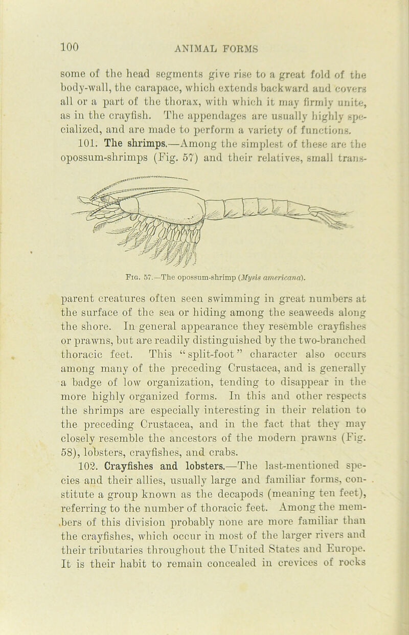 some of the head segments give rise to a great fold of the body-wall, the carapace, which extends backward and covers all or a part of the thorax, with which it may firmly unite, as in the crayfish. The appendages are usually highly spe- cialized, and are made to perform a variety of functions. 101. The shrimps.—Among the simplest of these are the opossum-shrimps (Fig. 57) and their relatives, small trans- parent creatures often seen swimming in great numbers at the surface of the sea or hiding among the seaweeds along the shore. In general appearance they resemble crayfishes or prawns, but are readily distinguished by the two-branched thoracic feet. This “ split-foot ” character also occurs among many of the preceding Crustacea, and is generally a badge of low organization, tending to disappear in the more highly organized forms. In this and other respects the shrimps are especially interesting in their relation to the preceding Crustacea, and in the fact that they may closely resemble the ancestors of the modern prawns (Fig. 58), lobsters, crayfishes, and crabs. 102. Crayfishes and lobsters.—The last-mentioned spe- cies and their allies, usually large and familiar forms, con- stitute a group known as the decapods (meaning ten feet), referring to the number of thoracic feet. Among the mem- .bers of this division probably none are more familiar than the crayfishes, which occur in most of the larger rivers and their tributaries throughout the Uuited States and Europe. It is their habit to remain concealed in crevices of rocks