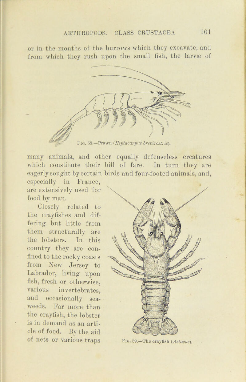 or in the mouths of the burrows which they excavate, and from which they rush upon the small fish, the larva? of many animals, and other equally defenseless creatures which constitute their bill of fare. In turn they are eagerly sought by certain birds and four-footed animals, and, especially in France, are extensively used for food by man. Closely related to the crayfishes and dif- fering but little from them structurally are the lobsters. In this country they are con- fined to the rocky coasts from Xew Jersey to Labrador, living upon fish, fresh or otherwise, various invertebrates, and occasionally sea- weeds. Far more than the crayfish, the lobster is in demand as an arti- cle of food. By the aid of nets or various traps mu. sy.—The crayfish (Astacus).