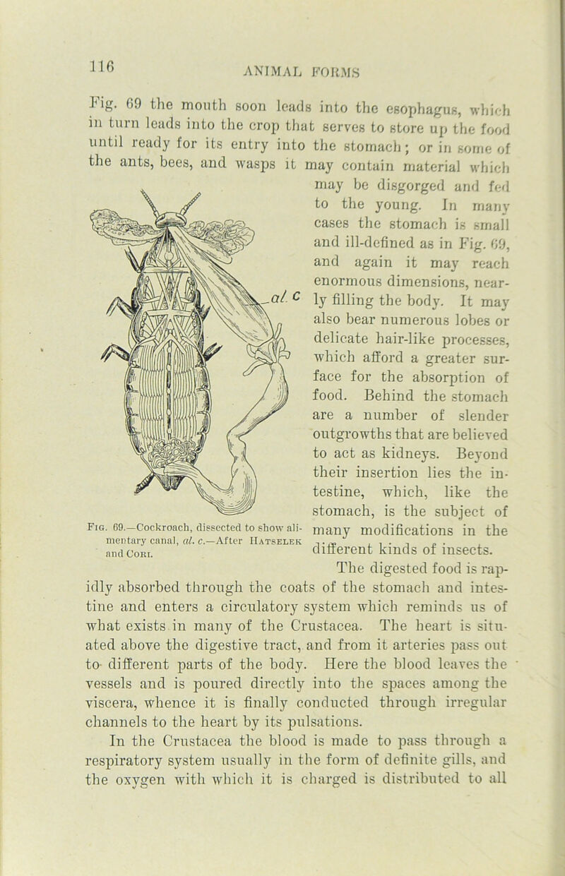 1'ig. 69 the month soon leads into the esophagus, which in turn leads into the crop that serves to store up the food until ready for its entry into the stomach; or in some of the ants, bees, and wasps it may contain material which may be disgorged and fed to the young. In many cases the stomach is small and ill-defined as in Fig. 69, and again it may reach enormous dimensions, near- ly filling the body. It may also bear numerous lobes or delicate hair-like processes, which afford a greater sur- face for the absorption of food. Behind the stomach are a number of slender outgrowths that are believed to act as kidneys. Beyond their insertion lies the in- testine, which, like the stomach, is the subject of many modifications in the different kinds of insects. The digested food is rap- idly absorbed through the coats of the stomach and intes- tine and enters a circulatory system which reminds us of what exists in many of the Crustacea. The heart is situ- ated above the digestive tract, and from it arteries pass out to- different parts of the body. Here the blood leaves the ' vessels and is poured directly into the spaces among the viscera, whence it is finally conducted through irregular channels to the heart by its pulsations. In the Crustacea the blood is made to pass through a respiratory system usually in the form of definite gills, and the oxygen with which it is charged is distributed to all Fig. 69.—Cockroach, dissected to show ali- mentary canal, al. c— After IIatselek and Cori.