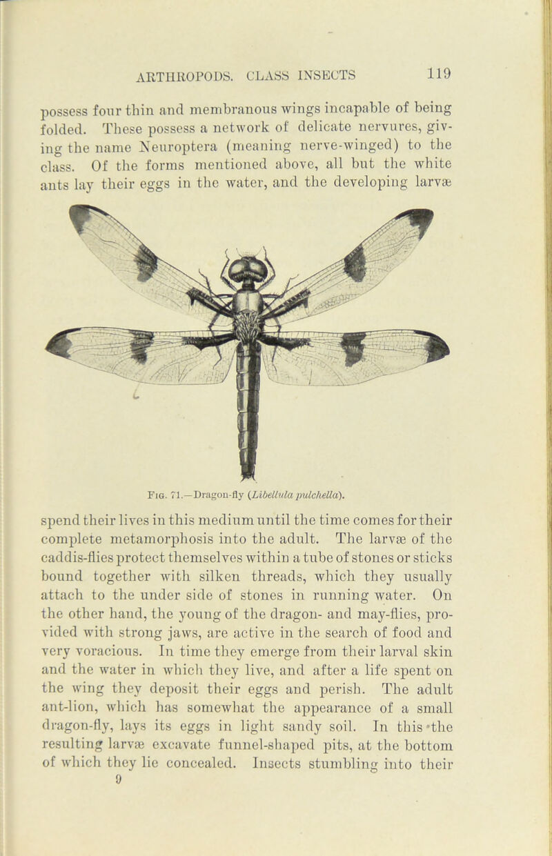 possess four thin and membranous wings incapable of being folded. These possess a network of delicate nervures, giv- ing the name Neuroptera (meaning nerve-winged) to the class. Of the forms mentioned above, all but the white ants lay their eggs in the water, and the developing larva; Fig. 71.—Dragon-fly (Libdlula pulchella). spend their lives in this medium until the time comes for their complete metamorphosis into the adult. The larvae of the caddis-flies protect themselves within a tube of stones or sticks bound together with silken threads, which they usually attach to the under side of stones in running water. On the other hand, the young of the dragon- and may-flies, pro- vided with strong jaws, are active in the search of food and very voracious. In time they emerge from their larval skin and the water in which they live, and after a life spent on the wing they deposit their eggs and perish. The adult ant-lion, which has somewhat the appearance of a small dragon-fly, lays its eggs in light sandy soil. In this'tlie resulting larvae excavate funnel-shaped pits, at the bottom of which they lie concealed. Insects stumbling into their 9