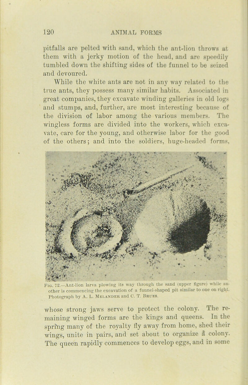 A>- •* . r V V* Fig. 72.—Ant-lion larva plowing its way through the sand (upper figure) while an- other is commencing the excavation of a funnel-shaped pit similar to one on right. Photograph by A. L. Mei.ander and C. T. Brces. whose strong jaws serve to protect the colon}7. The re- maining winged forms are the kings and queens. In the sprifig many of the royalty fly away from home, shed their wings, unite in pairs, and set about to organize .1 colony. The queen rapidly commences to develop eggs, and in some pitfalls are pelted witli sand, which the ant-lion throws at them with a jerky motion of the head, and are speedily tumbled down the shifting sides of the funnel to be seized and devoured. While the white ants are not in any way related to the true ants, they possess many similar habits. Associated in great companies, they excavate winding galleries in old log- and stumps, and, further, are most interesting because of the division of labor among the various members. The wingless forms are divided into the workers, which exca- vate, care for the young, and otherwise labor for the good of the others; and into the soldiers, huge-headed forms.