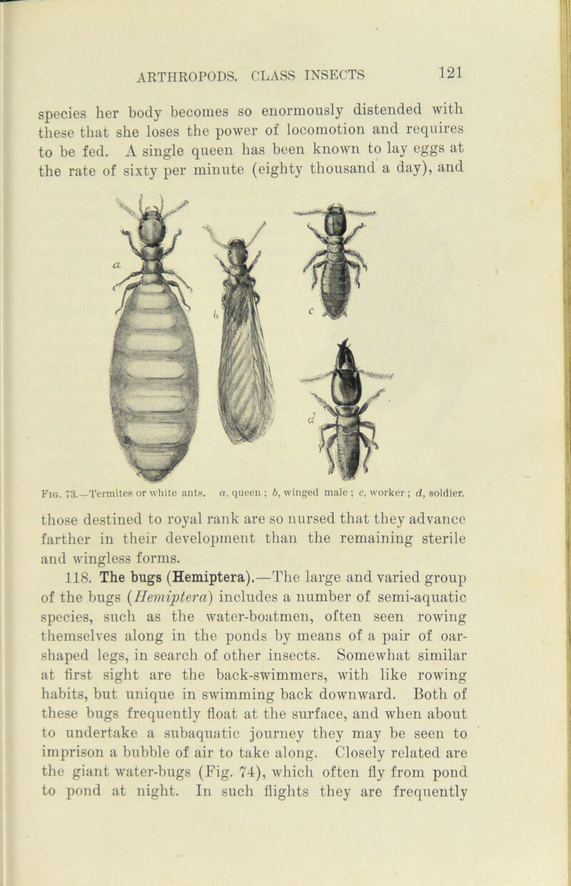 species her body becomes so enormously distended with these that she loses the power of locomotion and requires to be fed. A single queen has been known to lay eggs at the rate of sixty per minute (eighty thousand a day), and Fig. 73.—Termites or white ants, a, queen ; b, winged male ; c, worker; d, soldier. those destined to royal rank are so nursed that they advance farther in their development than the remaining sterile and wingless forms. 118. The bugs (Hemiptera).—The large and varied group of the bugs (Hemiptera) includes a number of semi-aquatic species, such as the water-boatmen, often seen rowing themselves along in the ponds by means of a pair of oar- sbaped legs, in search of other insects. Somewhat similar at first sight are the back-swimmers, with like rowing habits, but unique in swimming back downward. Both of these bugs frequently float at the surface, and when about to undertake a subaquatic journey they may be seen to imprison a bubble of air to take along. Closely related are the giant water-bugs (Fig. 74), which often fly from pond to pond at night. In such flights they are frequently