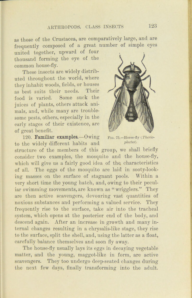 as those of the Crustacea, are comparatively large, and are frequently composed of a great number of simple eyes united together, upward of four thousand forming the eye of the common house-fly. These insects are widely distrib- uted throughout the world, where they inhabit woods, fields, or houses as best suits their needs. Their food is varied. Some suck the juices of plants, others attack ani- mals, and, while many are trouble- some pests, others, especially in the early stages of their existence, are of great benefit. 120. Familiar examples.—Owing to the widely different habits and structure of the members of this group, we shall briefly consider two examples, the mosquito and the house-fly, which will give us a fairly good idea of the characteristics of all. The eggs of the mosquito are laid in sooty-look- ing masses on the surface of stagnant pools. Within a very short time the young hatch, and, owing to their pecul- iar swimming movements,are known as “wrigglers.” They are then active scavengers, devouring vast quantities of noxious substances and performing a valued service. They frequently rise to the surface, take air into the tracheal system, which opens at the posterior end of the body, and descend again. After an increase in growth and many in- ternal changes resulting in a chrysalis-like stage, they rise to the surface, split the shell, and, using the latter as a float, carefully balance themselves and soon fly away. The house-fly usually lays its eggs in decaying vegetable matter, and the young, maggot-like in form, are active scavengers. They too undergo deep-seated changes during the next few days, finally transforming into the adult. Fig. 75.—Horse-fly (Therio- plectes).