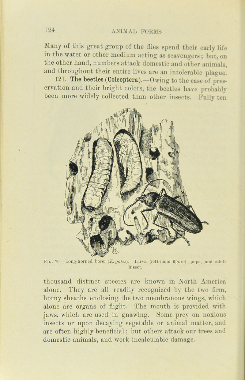 Many of this great group of the flies spend their early life in the water or other medium acting as scavengers; hut, on the other hand, numbers attack domestic and other animals, and throughout their entire lives are an intolerable plague. ] 21. The beetles (Coleoptera).—Owing to the ease of pres- ervation and their bright colors, the beetles have probably been more widely collected than other insects. Fully ten thousand distinct species are known in Xorth America alone. They are all readily recognized by the two firm, horny sheaths enclosing the two membranous wings, which alone are organs of flight. The mouth is provided with jaws, which are used in gnawing. Some prey on noxious insects or upon decaying vegetable or animal matter, and are often highly beneficial; but others attack our trees and domestic animals, and work incalculable damage.