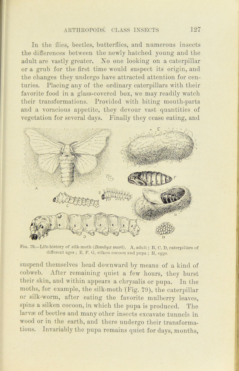 In the flies, beetles, butterflies, and numerous insects tlie differences between the newly batched young and the adult are vastly greater. No one looking on a caterpillar or a grub for the first time would suspect its origin, and the changes they undergo have attracted attention for cen- turies. Placing any of the ordinary caterpillars with their favorite food in a glass-covered box, we may readily watch their transformations. Provided with biting mouth-parts and a voracious appetite, they devour vast quantities of vegetation for several days. Finally they cease eating, and Fig. 79.—Life-history of silk-moth (Bombyx mori). A, adult; B, C. D. caterpillars of different ages ; E, F. G, silken cocoon and pupa ; II, eggs. suspend themselves head downward by means of a kind of cobweb, xifter remaining quiet a few hours, they burst their skin, and within appears a chrysalis or pupa. In the moths, for example, the silk-moth '(Fig. 79), the caterpillar or silk-worm, after eating the favorite mulberry leaves, spins a silken cocoon, in which the pupa is produced. The larvae of beetles and many other insects excavate tunnels in wood or in the earth, and there undergo their transforma- tions. Invariably the pupa remains quiet for days, months,
