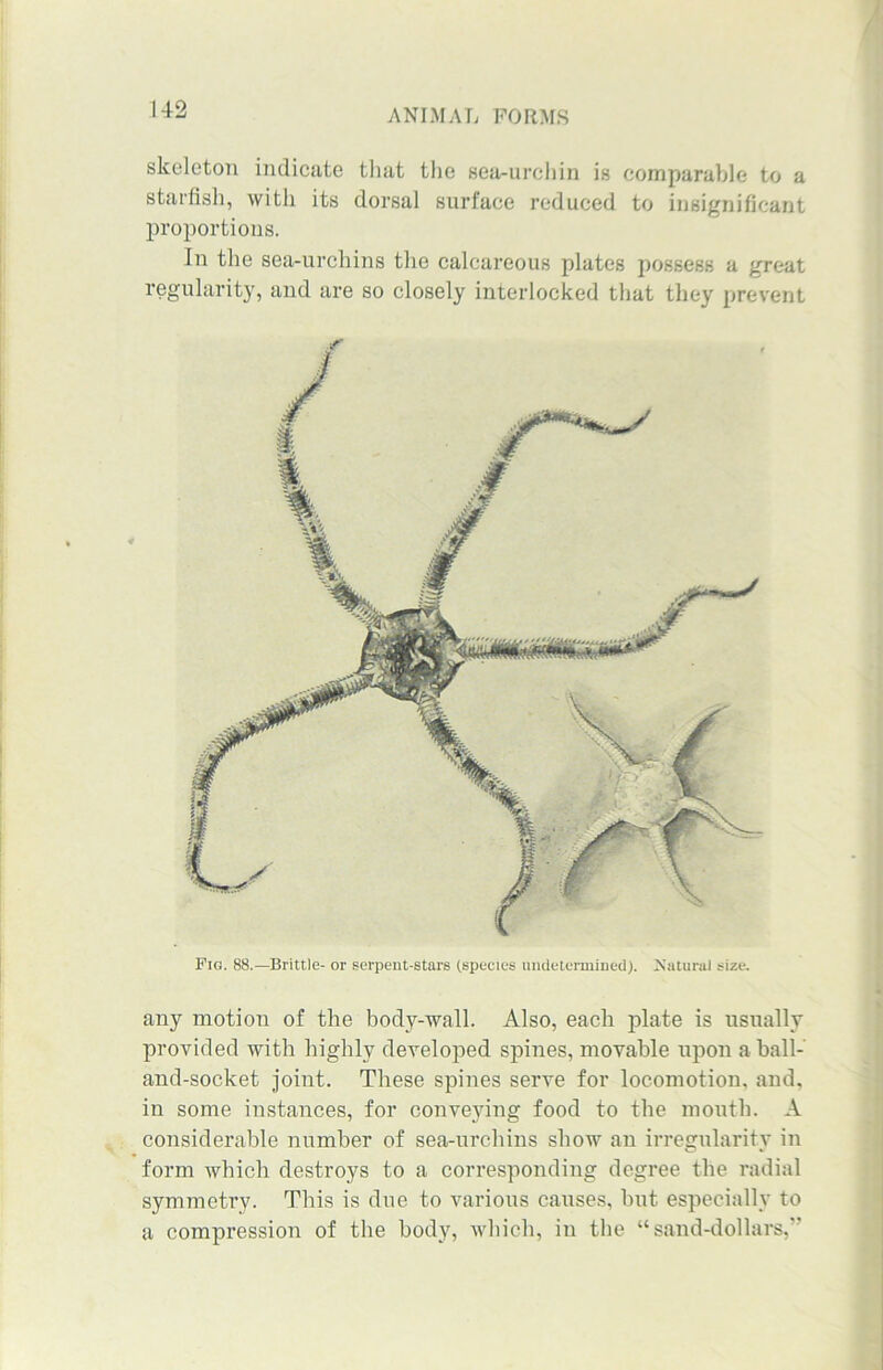 skeleton indicate that the sea-urchin is comparable to a starfish, with its dorsal surface reduced to insignificant proportions. In the sea-urchins the calcareous plates possess a great regularity, and are so closely interlocked that they prevent Pig. 88.—Brittle- or serpent-stars (species undetermined). Natural size. any motion of the body-wall. Also, each plate is usually provided with highly developed spines, movable upon a ball- and-socket joint. These spines serve for locomotion, and, in some instances, for conveying food to the mouth. A considerable number of sea-urchins show an irregularity in form which destroys to a corresponding degree the radial symmetry. This is due to various causes, but especially to a compression of the body, which, in the “ sand-dollars,
