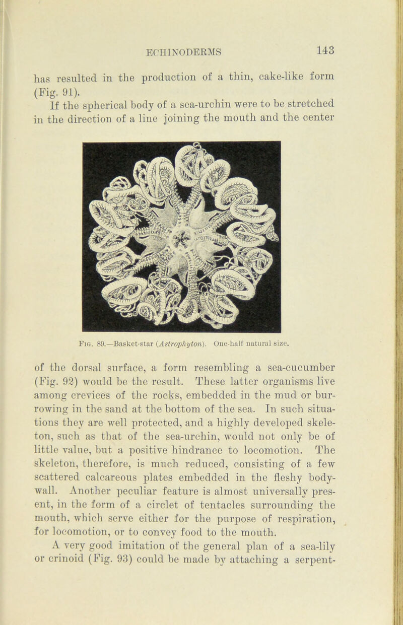 has resulted in the production of a thin, cake-like form (Fig. 91). If the spherical body of a sea-urchin were to be stretched in the direction of a line joining the mouth and the center Fig. 89.—Basket-star (Aslrophyton). One-half natural size. of the dorsal surface, a form resembling a sea-cucumber (Fig. 92) would be the result. These latter organisms live among crevices of the rocks, embedded in the mud or bur- rowing in the sand at the bottom of the sea. In such situa- tions they are well protected, and a highly developed skele- ton, such as that of the sea-urchin, would not only he of little value, but a positive hindrance to locomotion. The skeleton, therefore, is much reduced, consisting of a few scattered calcareous plates embedded in the fleshy body- wall. Another peculiar feature is almost universally pres- ent, in the form of a circlet of tentacles surrounding the mouth, which serve either for the purpose of respiration, for locomotion, or to convey food to the mouth. A very good imitation of the general plan of a sea-lily or crinoid (Fig. 93) could he made by attaching a serpent-