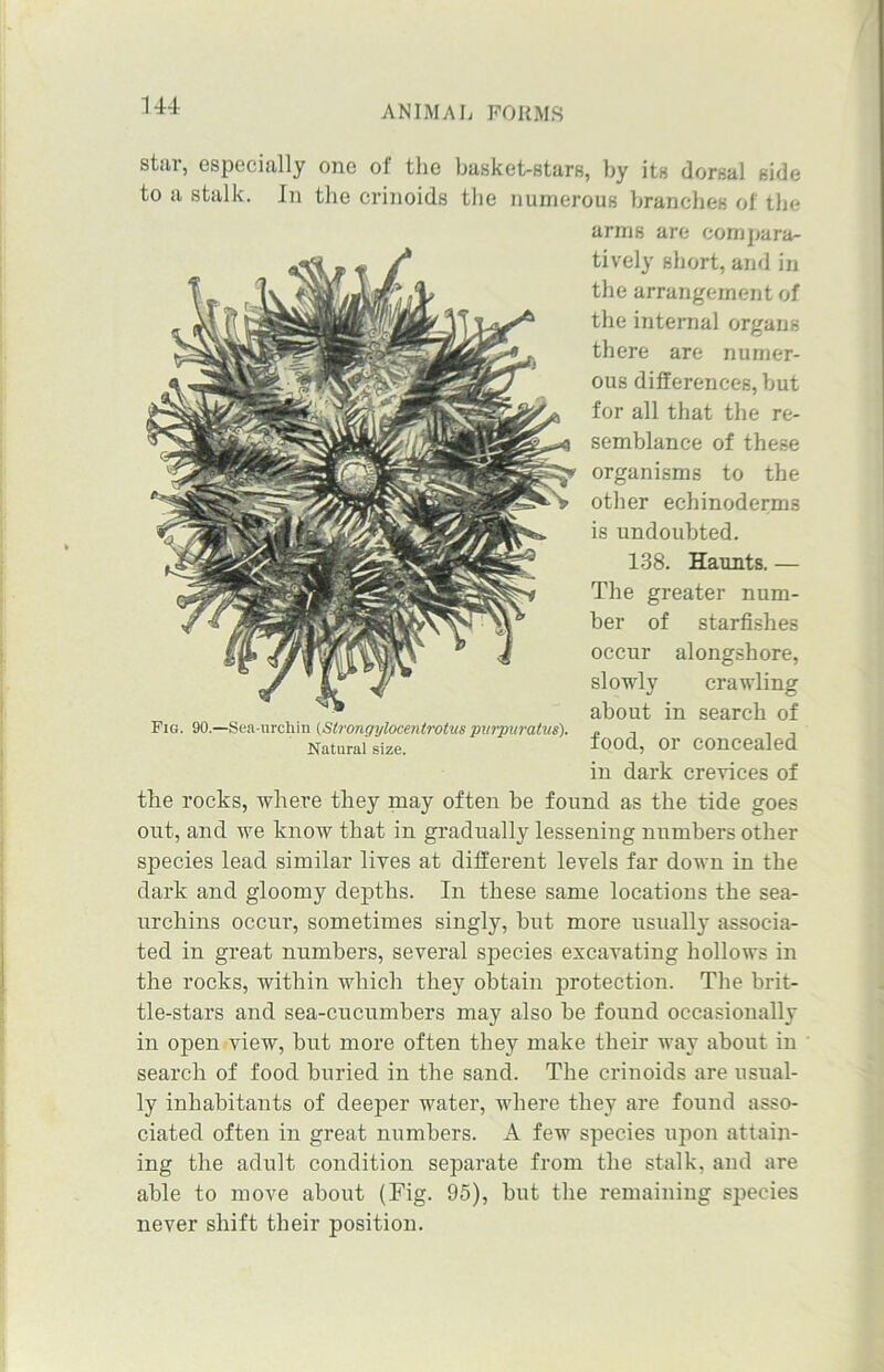 star, especially one of the basket-stars, by its dorsal side to a stalk. In the crinoids the numerous branches of the arms are compara- tively short, and in the arrangement of the internal organs there are numer- ous differences, but for all that the re- semblance of these organisms to the other echinoderms is undoubted. 138. Haunts. — The greater num- ber of starfishes occur alongshore, slowly crawling about in search of food, or concealed in dark crevices of the rocks, where they may often be found as the tide goes out, and we know that in gradually lessening numbers other species lead similar lives at different levels far down in the dark and gloomy depths. In these same locations the sea- urchins occur, sometimes singly, but more usually associa- ted in great numbers, several species excavating hollows in the rocks, within which they obtain protection. The brit- tle-stars and sea-cucumbers may also be found occasionally in open view, but more often they make their way about in search of food buried in the sand. The crinoids are usual- ly inhabitants of deeper water, where they are found asso- ciated often in great numbers. A few species upon attain- ing the adult condition separate from the stalk, and are able to move about (Fig. 95), but the remaining species never shift their position. Fig. 90.—Sea-urchin {Strongylocentrolus pvrpuratus). Natural size.