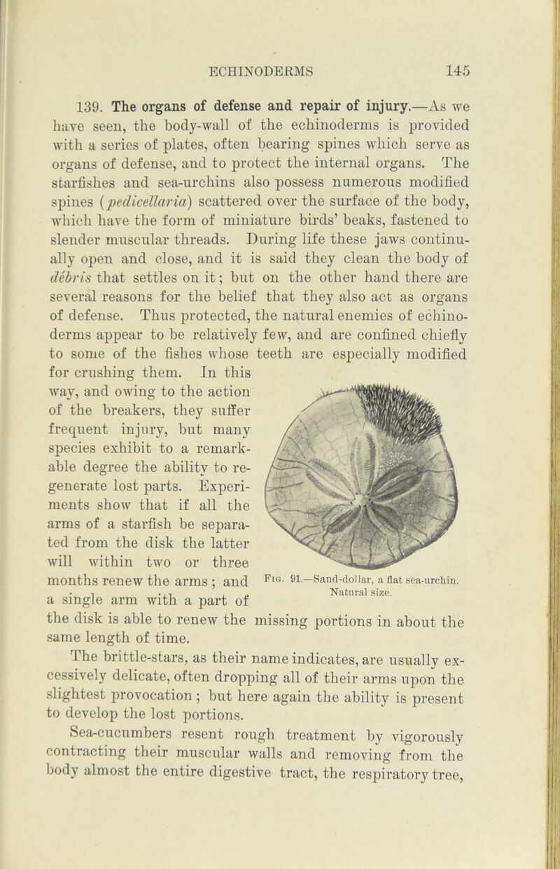 139. The organs of defense and repair of injury.—As we have seen, the body-wall of the eckinoderms is provided with a series of plates, often bearing spines which serve as organs of defense, and to protect the internal organs. The starfishes and sea-urchins also possess numerous modified spines (peclicellaria) scattered over the surface of the body, which have the form of miniature birds’ beaks, fastened to slender muscular threads. During life these jaws continu- ally open and close, and it is said they clean the body of debris that settles on it; but on the other hand there are several reasons for the belief that they also act as organs of defense. Thus protected, the natural enemies of echino- derms appear to be relatively few, and are confined chiefly to some of the fishes whose teeth are especially modified for crushing them. In this way, and owing to the action of the breakers, they suffer frequent injury, but many species exhibit to a remark- able degree the ability to re- generate lost parts. Experi- ments show that if all the arms of a starfish be separa- ted from the disk the latter will within two or three months renew the arms ; and a single arm with a part of the disk is able to renew the missing portions in about the same length of time. Pig. 91.—Sand-dollar, a flat sea-urchin. Natural size. The brittle-stars, as their name indicates, are usually ex- cessively delicate, often dropping all of their arms upon the slightest provocation; but here again the ability is present to develop the lost portions. Sea-cucumbers resent rough treatment by vigorously contracting their muscular walls and removing from the body almost the entire digestive tract, the respiratory tree,