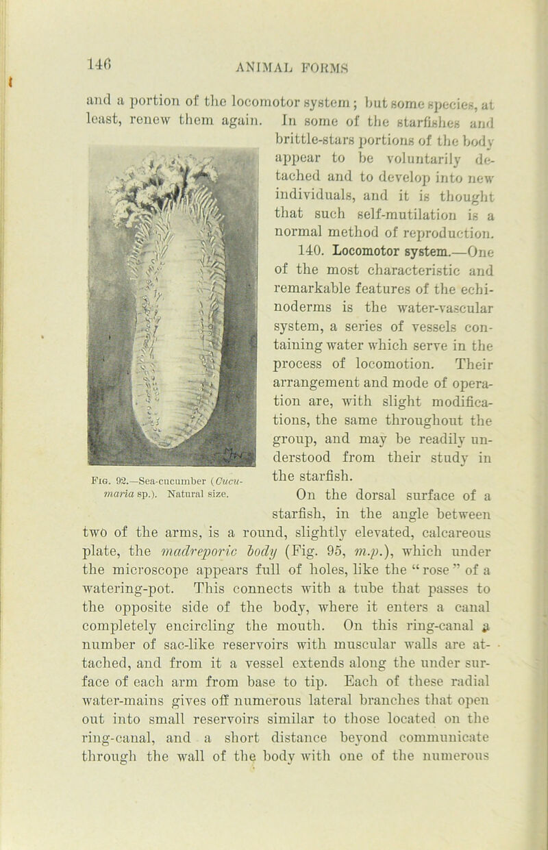 140 and a portion of the locomotor system; but some species, at In some of the starfishes and brittle-stars portions of the body appear to be voluntarily de- tached and to develop into new individuals, and it is thought that such self-mutilation is a normal method of reproduction. 140. Locomotor system.—One of the most characteristic and remarkable features of the ecbi- noderms is the water-vascular system, a series of vessels con- taining water which serve in the process of locomotion. Their arrangement and mode of opera- tion are, with slight modifica- tions, the same throughout the group, and may be readily un- derstood from their study in the starfish. On the dorsal surface of a starfish, in the angle between two of the arms, is a round, slightly elevated, calcareous plate, the madreporic body (Fig. 95, m.p.), which under the microscope appears full of holes, like the “rose” of a watering-pot. This connects with a tube that passes to the opposite side of the body, where it enters a canal completely encircling the mouth. On this ring-canal 3 number of sac-like reservoirs with muscular walls are at- • tached, and from it a vessel extends along the under sur- face of each arm from base to tip. Each of these radial water-mains gives off numerous lateral branches that open out into small reservoirs similar to those located on the ring-canal, and a short distance beyond communicate through the wall of the body with one of the numerous iast, renew them again Fig. 93.—Sea-cucumber (Cttcu- maria sp.). Natural size.
