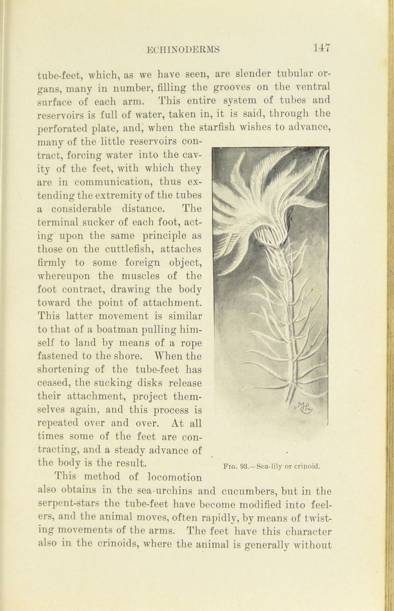 KCIIIXODERMS U7 tube-feet, which, as we have seen, are slender tubular or- gans, many in number, filling the grooves on the ventral surface of each arm. This entire system of tubes and reservoirs is full of water, taken in, it is said, through the perforated plate, and, when the starfish wishes to advance, many of the little reservoirs con- tract, forcing water into the cav- ity of the feet, with which they are in communication, thus ex- tending the extremity of the tubes a considerable distance. The terminal sucker of each foot, act- ing upon the same principle as those on the cuttlefish, attaches firmly to some foreign object, whereupon the muscles of the foot contract, drawing the body toward the point of attachment. This latter movement is similar to that of a boatman pulling him- self to land by means of a rope fastened to the shore. When the shortening of the tube-feet has ceased, the sucking disks release their attachment, project them- selves again, and this process is repeated over and over. At all times some of the feet are con- tracting, and a steady advance of the body is the result. Fig. 93.—Sea-lily or crinoid. This method of locomotion also obtains in the sea-urchins and cucumbers, but in the serpent-stars the tube-feet have become modified into feel- ers, and the animal moves, often rapidly, by means of twist- ing movements of the arms. The feet have this character also in the crinoids, where the animal is generallv without