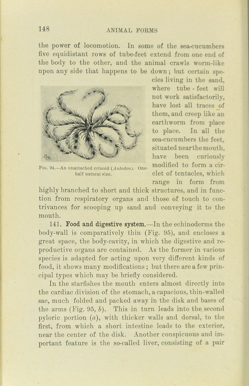 the power of locomotion. In some of the sea-cucumbers five equidistant rows of tube-feet extend from one end of the body to the other, and the animal crawls worm-like upon any side that happens to be down; but certain spe- highly branched to short and thick structures, and in func- tion from respiratory organs and those of touch to con- trivances for scooping up sand and conveying it to the mouth. 141. Food and digestive system.—In the echinoderms the body-wall is comparatively thin (Fig. 95), and encloses a great space, the body-cavity, in which the digestive and re- productive organs are contained. As the former in various species is adapted for acting upon very different kinds of food, it shows many modifications ; but there are a few prin- cipal types which may be briefly considered. In the starfishes the mouth enters almost directly into the cardiac division of the stomach, a capacious, thin-walled sac, much folded and packed away in the disk and bases of the arms (Fig. 95, l). This in turn leads into the second pyloric portion (a), with thicker walls and dorsal, to the first, from which a short intestine leads to the exterior, near the center of the disk. Another conspicuous and im- portant feature is the so-called liver, consisting of a pair Fig. 94.—An unattached crinoid (Anlexlon). One- half natural size. cies living in the sand, where tube - feet will not work satisfactorily, have lost all traces _of them, and creep like an earthworm from place to place. In all the sea-cucumbers the feet, situated nearthe mouth, have been curiously modified to form a cir- clet of tentacles, which range in form from
