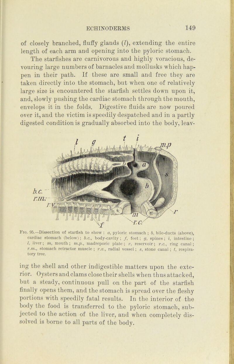 of closely branched, fluffy glands (l), extending the entire length of each arm and opening into the pyloric stomach. The starfishes are carnivorous and highly voracious, de- vouring large numbers of barnacles and mollusks which hap- pen in their path. If these are small and free they are taken directly into the stomach, but when one of relatively large size is encountered the starfish settles down upon it, and, slowly pushing the cardiac stomach through the mouth, envelops it in the folds. Digestive fluids are now poured over it, and the victim is speedily despatched and in a partly digested condition is gradually absorbed into the body, leav- Fig. 95.—Dissection of starfish to show : a, pyloric stomach ; b, bile-chicts (above), cardiac stomach (below); b.c., body-cavity ; /, feet; g, spines ; i, intestine; l, liver; m, mouth ; m.p., madreporic plate ; r, reservoir; r.e., ring canal; r.m., stomach retractor muscle ; r.v., radial vessel; s, stone canal ; l, respira- tory tree. ing the shell and other indigestible matters upon the exte- rior. Oysters and clams close their shells when thus attacked, but a steady, continuous pull on the part of the starfish finally opens them, and the stomach is spread over the fleshy portions with speedily fatal results. In the interior of the body the food is transferred to the pyloric stomach, sub- jected to the action of the liver, and when completely dis- solved is borne to all parts of the body.