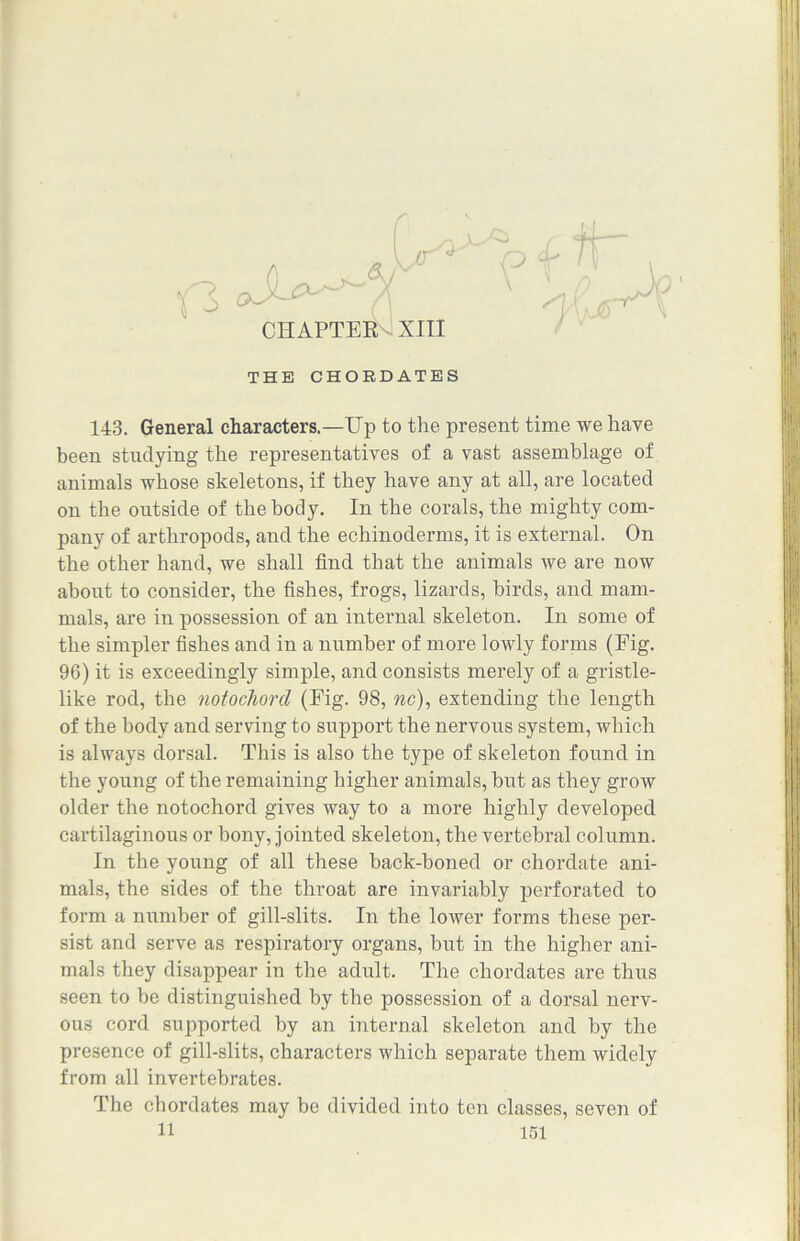 THE CHORDATES 143. General characters.—Up to the present time we have been studying the representatives of a vast assemblage of animals whose skeletons, if they have any at all, are located on the outside of the body. In the corals, the mighty com- pany of arthropods, and the echinoderms, it is external. On the other hand, we shall find that the animals we are now about to consider, the fishes, frogs, lizards, birds, and mam- mals, are in possession of an internal skeleton. In some of the simpler fishes and in a number of more lowly forms (Fig. 96) it is exceedingly simple, and consists merely of a gristle- like rod, the notochord (Fig. 98, nc), extending the length of the body and serving to support the nervous system, which is always dorsal. This is also the type of skeleton found in the young of the remaining higher animals, but as they grow older the notochord gives way to a more highly developed cartilaginous or bony, jointed skeleton, the vertebral column. In the young of all these hack-boned or chordate ani- mals, the sides of the throat are invariably perforated to form a number of gill-slits. In the lower forms these per- sist and serve as respiratory organs, but in the higher ani- mals they disappear in the adult. The chordates are thus seen to be distinguished by the possession of a dorsal nerv- ous cord supported by an internal skeleton and by the presence of gill-slits, characters which separate them widely from all invertebrates. The chordates may be divided into ten classes, seven of