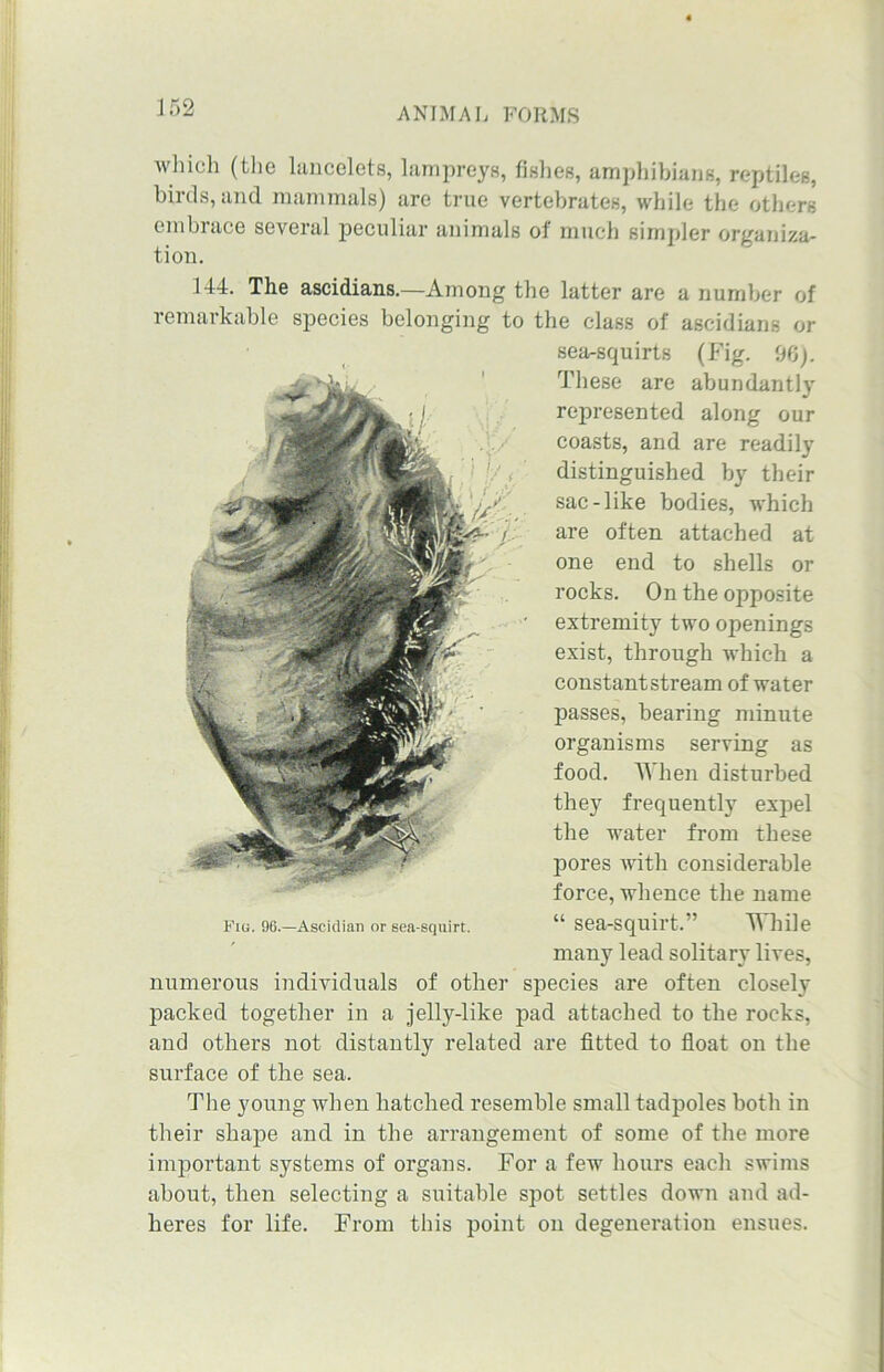 J 52 which (the lancelets, lampreys, fishes, amphibians, reptiles, birds, and mammals) are true vertebrates, while the others embrace several peculiar animals of much simpler organiza- tion. 144. The ascidians.—Among the latter are a number of remarkable species belonging to the class of ascidians or sea-squirts (Fig. 96). These are abundantly represented along our coasts, and are readily distinguished by their sac-like bodies, which are often attached at one end to shells or rocks. On the opposite extremity two openings exist, through which a constant stream of water passes, bearing minute organisms serving as food. AYhen disturbed they frequently expel the water from these pores with considerable force, whence the name “ sea-squirt.” While many lead solitary lives, numerous individuals of other species are often closely packed together in a jelly-like pad attached to the rocks, and others not distantly related are fitted to float on the surface of the sea. The young when hatched resemble small tadpoles both in their shape and in the arrangement of some of the more important systems of organs. For a few hours each swims about, then selecting a suitable spot settles down and ad- heres for life. From this point on degeneration ensues. Fig. 96.—Ascidian or sea-squirt.