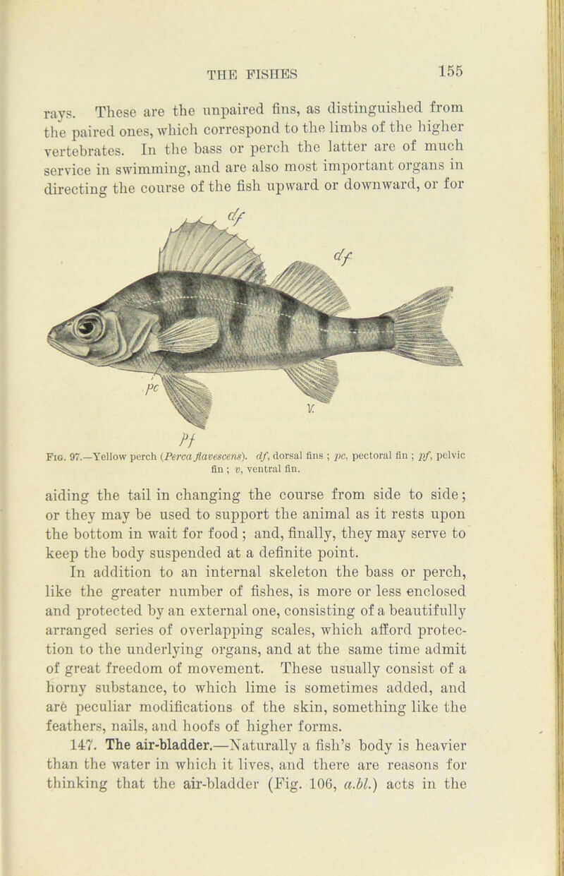 rays. These are the unpaired fins, as distinguished from the paired ones, which correspond to the limbs of the higher vertebrates. In the bass or perch the latter aie of much service in swimming, and are also most important organs in directing the course of the fish upward or downward, 01 for Fig. 97.—Yellow perch (PereaJlavescetis). elf, dorsal fins ; pc. pectoral tin ; pf, pelvic fin ; v, ventral fin. aiding the tail in changing the course from side to side; or they may be used to support the animal as it rests upon the bottom in wait for food ; and, finally, they may serve to keep the body suspended at a definite point. In addition to an internal skeleton the bass or perch, like the greater number of fishes, is more or less enclosed and protected by an external one, consisting of a beautifully arranged series of overlapping scales, which afford protec- tion to the underlying organs, and at the same time admit of great freedom of movement. These usually consist of a horny substance, to which lime is sometimes added, and are peculiar modifications of the skin, something like the feathers, nails, and hoofs of higher forms. 147. The air-bladder.—Xaturally a fish’s body is heavier than the water in which it lives, and them are reasons for thinking that the air-bladder (Fig. 106, a.bl.) acts in the