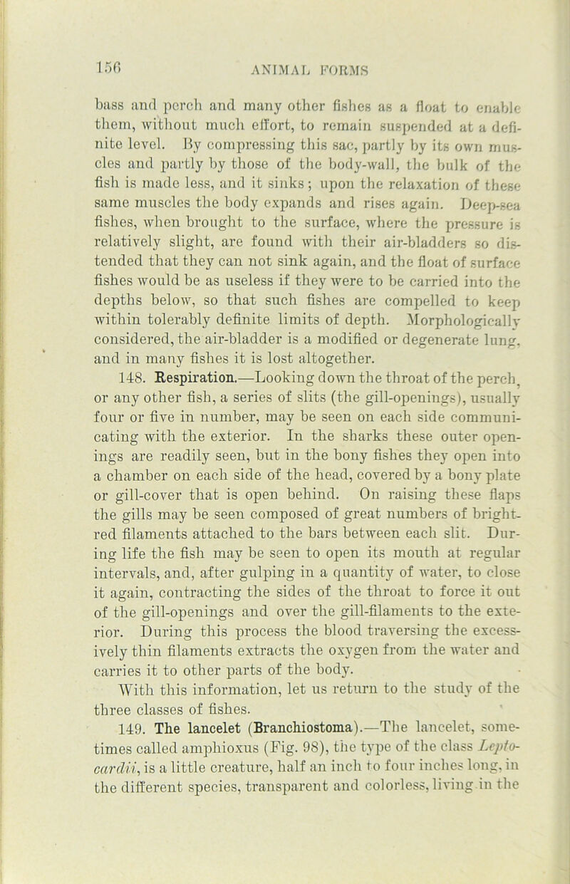 buss and perch and many other fishes as a float to enable them, without much effort, to remain suspended at a defi- nite level. By compressing this sac, partly by its own mus- cles and partly by those of the body-wall, the hulk of the fish is made less, and it sinks; upon the relaxation of these same muscles the body expands and rises again. Deep-sea fishes, when brought to the surface, where the pressure is relatively slight, are found with their air-bladders so dis- tended that they can not sink again, and the float of surface fishes would be as useless if they were to he carried into the depths below, so that such fishes are compelled to keep within tolerably definite limits of depth. Morphologically considered, the air-bladder is a modified or degenerate lung, and in many fishes it is lost altogether. 148. Respiration.—Looking clown the throat of the perch, or any other fish, a series of slits (the gill-openings), usually four or five in number, may be seen on each side communi- cating with the exterior. In the sharks these outer open- ings are readily seen, but in the bony fishes they open into a chamber on each side of the head, covered by a bony plate or gill-cover that is open behind. On raising these flaps the gills may be seen composed of great numbers of bright- red filaments attached to the bars between each slit. Dur- ing life the fish may be seen to open its mouth at regular intervals, and, after gulping in a quantity of water, to close it again, contracting the sides of the throat to force it out of the gill-openings and over the gill-filaments to the exte- rior. During this process the blood traversing the excess- ively thin filaments extracts the oxygen from the water and carries it to other parts of the body. With this information, let us return to the study of the three classes of fishes. 149. The lancelet (Branchiostoma).—The lancelet, some- times called amphioxus (Fig. 98), the type of the class Lcpto- carclii, is a little creature, half an inch to four inches long, in the different species, transparent and colorless, living in the