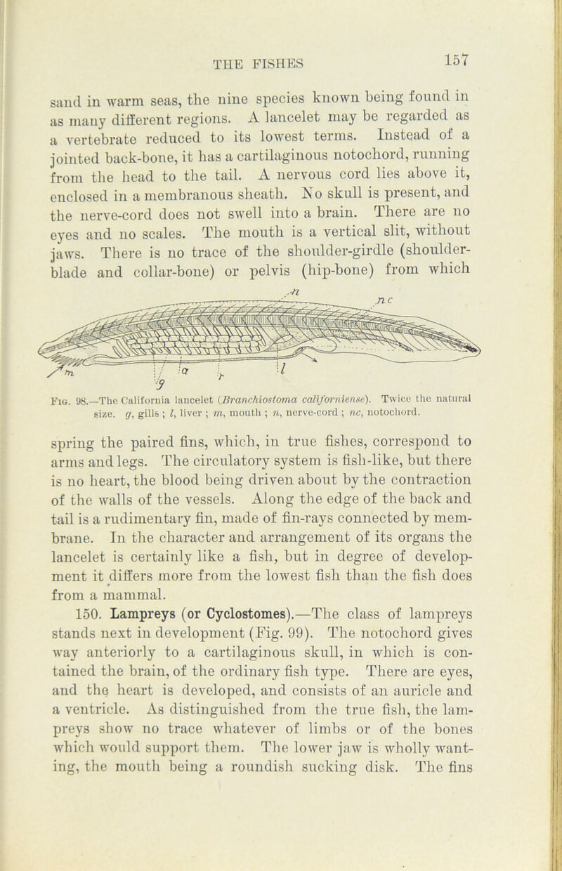 sand in warm seas, the nine species known being found in as many different regions. A lancelet may be regarded as a vertebrate reduced to its lowest terms. Instead of a jointed back-bone, it has a cartilaginous notochord, running from the bead to the tail. A nervous cord lies above it, enclosed in a membranous sheath. No skull is present, and the nerve-cord does not swell into a brain. There are no eyes and no scales. The mouth is a vertical slit, without jaws. There is no trace of the shoulder-girdle (shoulder- blade and collar-bone) or pelvis (hip-bone) from which Fig. 98.—The California lancelet (Sranchiosloma californiense). Twice the natural size, g, gills ; l, liver ; m, mouth ; n, nerve-cord ; nc, notochord. spring the paired fins, which, in true fishes, correspond to arms and legs. The circulatory system is fish-like, but there is no heart, the blood being driven about by the contraction of the walls of the vessels. Along the edge of the back and tail is a rudimentary fin, made of fin-rays connected by mem- brane. In the character and arrangement of its organs the lancelet is certainly like a fish, but in degree of develop- ment it differs more from the lowest fish than the fish does from a mammal. 150. Lampreys (or Cyclostomes).—The class of lampreys stands next in development (Fig. 99). The notochord gives way anteriorly to a cartilaginous skull, in which is con- tained the brain, of the ordinary fish type. There are eyes, and the heart is developed, and consists of an auricle and a ventricle. As distinguished from the true fish, the lam- preys show no trace whatever of limbs or of the bones which would support them. The lower jaw is wholly want- ing, the mouth being a roundish sucking disk. The fins