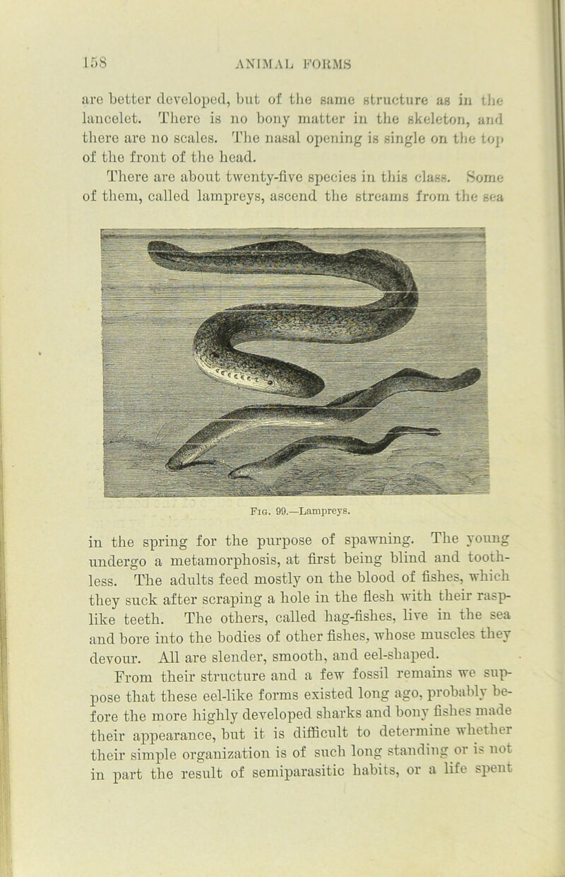 are better developed, but of the same structure as in the laucelet. There is no bony matter in the skeleton, and there are no scales. The nasal opening is single on the top of the front of the head. There are about twenty-five species in this class. Some of them, called lampreys, ascend the streams from the sea Fig. 99.—Lampreys. in the spring for the purpose of spawning. The young undergo a metamorphosis, at first being blind and tooth- less. The adults feed mostly on the blood of fishes, which they suck after scraping a hole in the flesh with their rasp- like teeth. The others, called hag-fislies, live in the sea and bore into the bodies of other fishes, whose muscles they devour. All are slender, smooth, and eel-shaped. From their structure and a few fossil remains we sup- pose that these eel-like forms existed long ago, probably be- fore the more highly developed sharks and bony fishes made their appearance, hut it is difficult to determine whether their simple organization is of such long standing or is not in part the result of semiparasitic habits, or a life spent
