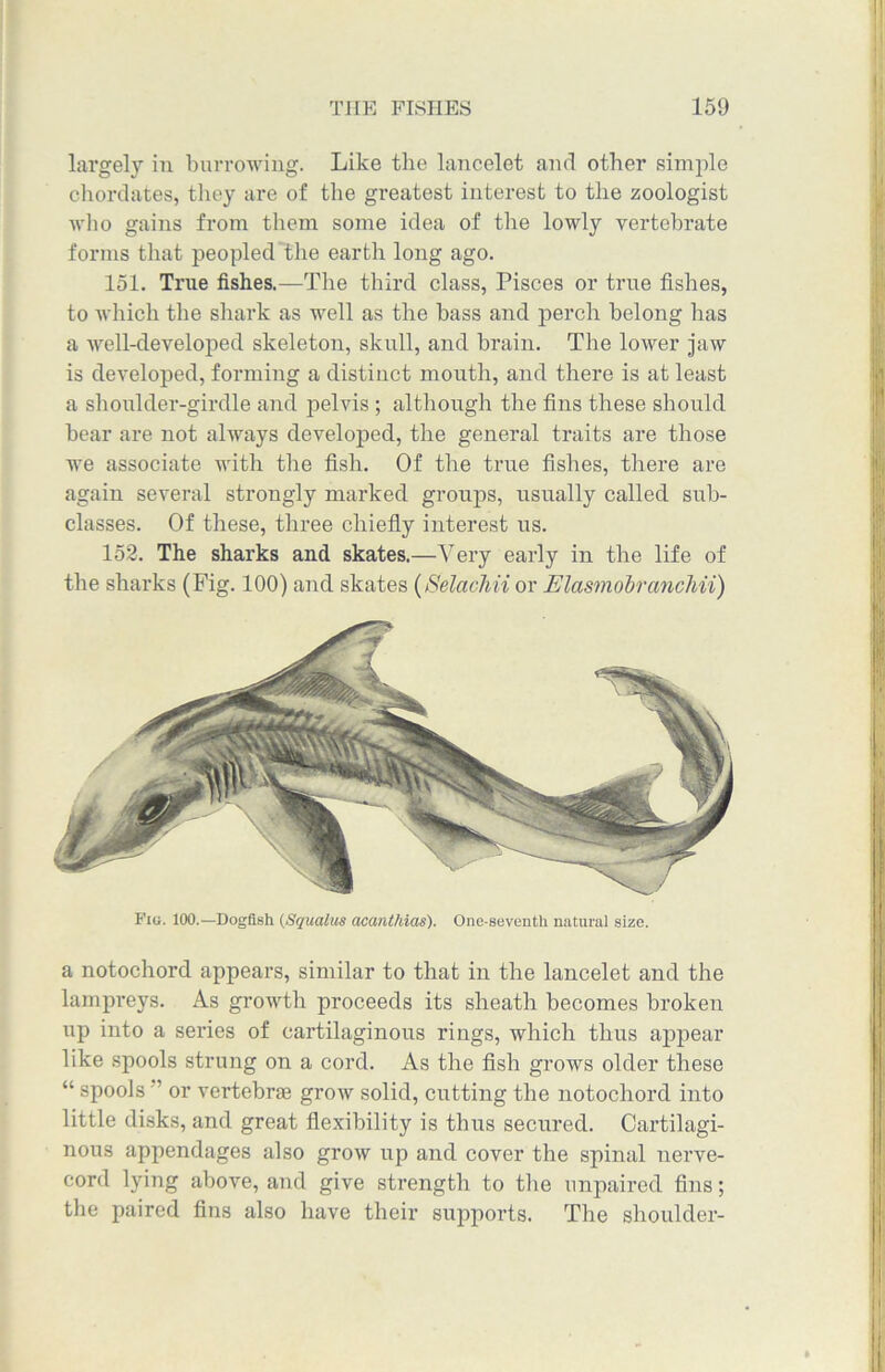 largely in burrowing. Like the lancelet and other simple chordates, they are of the greatest interest to the zoologist who gains from them some idea of the lowly vertebrate forms that peopled the earth long ago. 151. True fishes.—The third class, Pisces or true fishes, to which the shark as well as the bass and perch belong has a well-developed skeleton, skull, and brain. The lower jaw is developed, forming a distinct mouth, and there is at least a shoulder-girdle and pelvis ; although the fins these should bear are not always developed, the general traits are those we associate with the fish. Of the true fishes, there are again several strongly marked groups, usually called sub- classes. Of these, three chiefly interest us. 152. The sharks and skates.—Very early in the life of the sharks (Fig. 100) and skates (Selachii or Elasmobrancliii) Fig. 100.— Dogfish (Squalus acanthias). One-seventh natural size. a notochord appears, similar to that in the lancelet and the lampreys. As growth proceeds its sheath becomes broken up into a series of cartilaginous rings, which thus appear like spools strung on a cord. As the fish grows older these “ spools ” or vertebrae grow solid, cutting the notochord into little disks, and great flexibility is thus secured. Cartilagi- nous appendages also grow up and cover the spinal nerve- cord lying above, and give strength to the unpaired fins; the paired fins also have their supports. The shoulder-