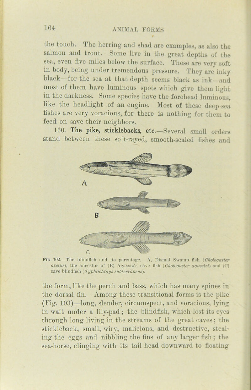 the touch. The herring and shad are examples, as also the salmon and trout. Some live in the great depths of the sea, even five miles below the surface. These are very soft in body, being under tremendous pressure. They are inky black—for the sea at that depth seems black as ink—and most of them have luminous spots which give them light in the darkness. Some species have the forehead luminous, like the headlight of an engine. Most of these deep-sea fishes are very voracious, for there is nothing for them to feed on save their neighbors. 160. The pike, sticklebacks, etc.—Several small orders stand between these soft-rayed, smooth-scaled fishes and Kg. 102.—The blindfish and its parentage. A, Dismal Swamp fish (Chologaster avelus), the ancestor of (B) Agassiz's cave fish (Chologaster agassizi) and (C) cave blindfish (Typlilichthys subterraneus). the form, like the perch and bass, which has many spines in the dorsal fin. Among these transitional forms is the pike (Fig. 103)—long, slender, circumspect, and voracious, lying in wait under a lily-pad; the blindfish, which lost its eyes through long living in the streams of the great caves; the stickleback, small, wiry, malicious, and destructive, steal- ing the eggs and nibbling the fins of any larger fish ; the sea-horse, clinging with its tail head downward to floating