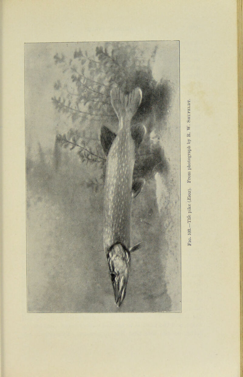 Fig. 103.—Th'e pike (Esox). From photograph by E. W. Shufeldt.