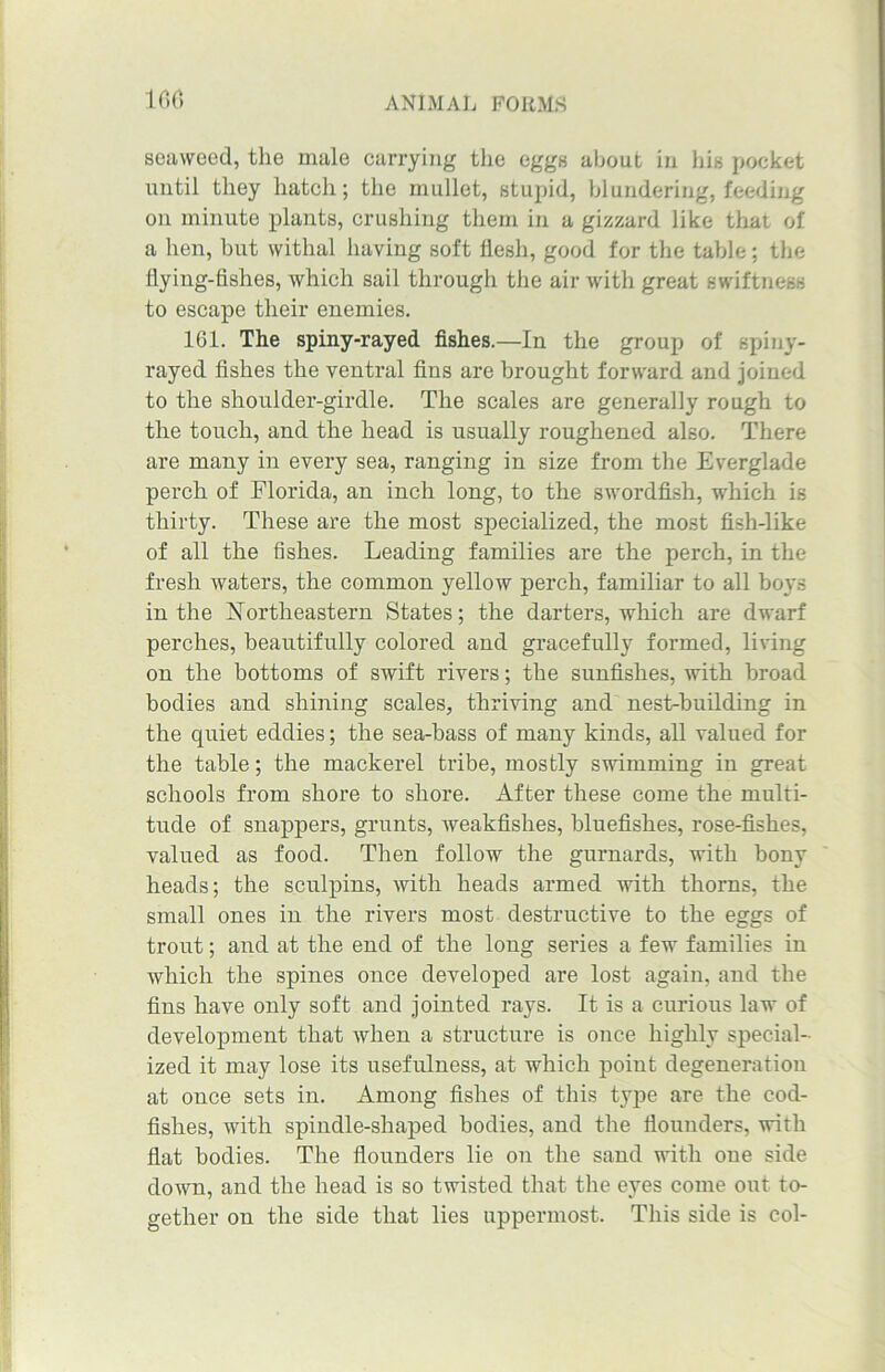 seaweed, the male carrying the eggs about in his pocket until they hatch; the mullet, stupid, blundering, feeding on minute plants, crushing them in a gizzard like that of a hen, but withal having soft flesh, good for the table; the flying-fishes, which sail through the air with great swiftness to escape their enemies. 161. The spiny-rayed fishes.—In the group of spiny- rayed fishes the ventral fins are brought forward and joined to the shoulder-girdle. The scales are generally rough to the touch, and the head is usually roughened also. There are many in every sea, ranging in size from the Everglade perch of Florida, an inch long, to the swordfish, which is thirty. These are the most specialized, the most fish-like of all the fishes. Leading families are the perch, in the fresh waters, the common yellow perch, familiar to all boys in the Northeastern States; the darters, which are dwarf perches, beautifully colored and gracefully formed, living on the bottoms of swift rivers; the sunfishes, with broad bodies and shining scales, thriving and nest-building in the quiet eddies; the sea-bass of many kinds, all valued for the table; the mackerel tribe, mostly swimming in great schools from shore to shore. After these come the multi- tude of snappers, grunts, weakfishes, bluefishes, rose-fishes, valued as food. Then follow the gurnards, with bony heads; the sculpins, with heads armed with thorns, the small ones in the rivers most destructive to the eggs of trout; and at the end of the long series a few families in which the spines once developed are lost again, and the fins have only soft and jointed rays. It is a curious law of development that when a structure is once highly special- ized it may lose its usefulness, at which point degeneration at once sets in. Among fishes of this type are the cod- fishes, with spindle-shaped bodies, and the flounders, with flat bodies. The flounders lie on the sand with one side down, and the head is so twisted that the eyes come out to- gether on the side that lies uppermost. This side is col-