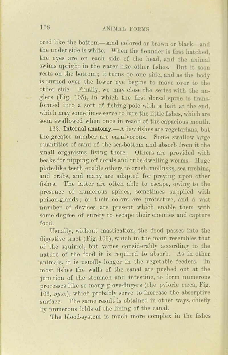 ored like the bottom—sand colored or brown or black and the under side is white. When the flounder is first batched, the eyes are on each side of the bead, and the animal swims upright in the water like other fishes. Jlut it soon rests on the bottom; it turns to one side, and as the body is turned over the lower eye begins to move over to the other side. Finally, we may close the series with the an- glers (Fig. 105), in which the first dorsal spine is trans- formed into a sort of fishing-pole with a bait at the end, which may sometimes serve to lure the little fishes, which are soon swallowed when once in reach of the capacious mouth. 162. Internal anatomy.—A few fishes are vegetarians, but the greater number are carnivorous. Some swallow large quantities of sand of the sea-bottom and absorb from it the small organisms living there. Others are provided with beaks for nipping off corals and tube-dwelling worms. Huge plate-like teeth enable others to crush mollusks, sea-urchins, and crabs, and many are adapted for preying upon other fishes. The latter are often able to escape, owing to the presence of numerous spines, sometimes supplied with poison-glands; or their colors are protective, and a vast number of devices are present which enable them with some degree of surety to escape their enemies and capture food. Usually, without mastication, the food passes into the digestive tract (Fig. 106), which in the main resembles that of the squirrel, but varies considerably according to the nature of the food it is required to absorb. As in other animals, it is usually longer in the vegetable feeders. In most fishes the walls of the canal are pushed out at the junction of the stomach and intestine, to form numerous processes like so many glove-fingers (the pyloric cmca, Fig. 106, py-c.), which probably serve to increase the absorptive surface. The same result is obtained in other ways, chiefly by numerous folds of the lining of the canal. The blood-system is much more complex in the fishes
