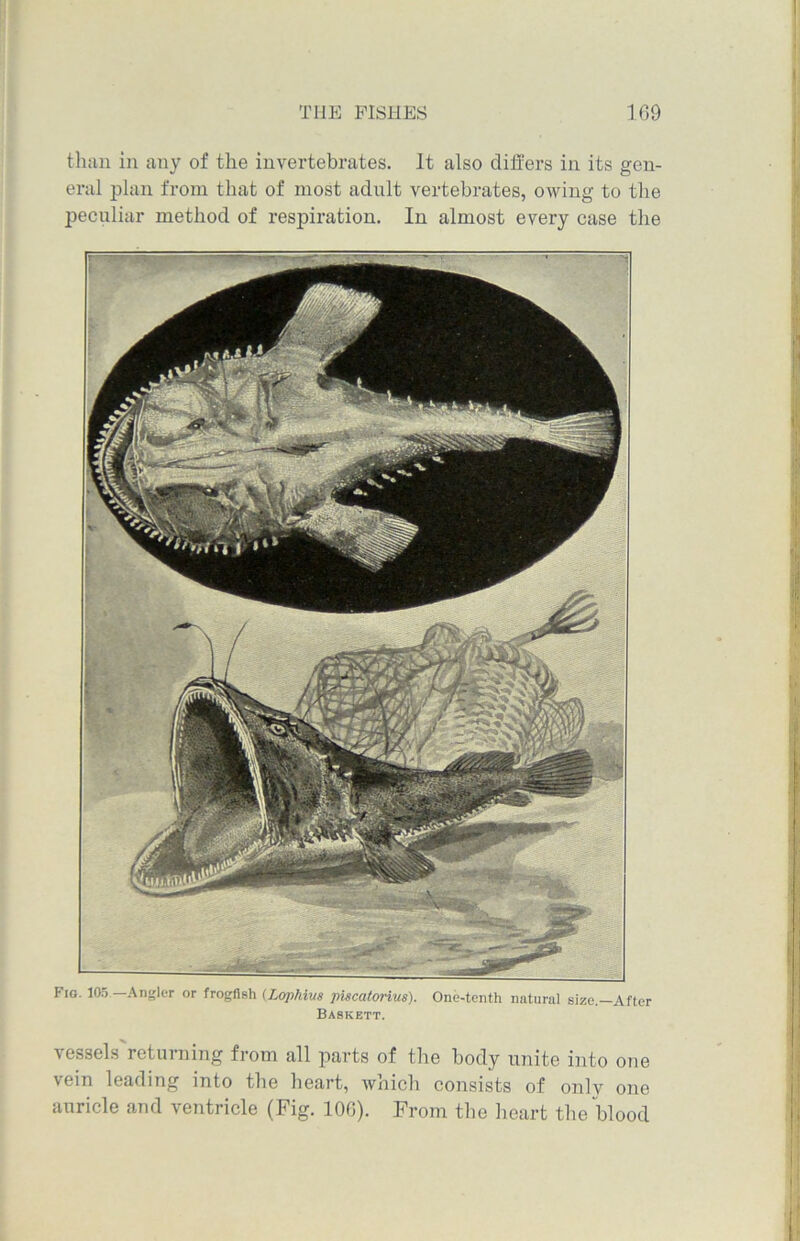 than in any of the invertebrates. It also differs in its gen- eral plan from that of most adult vertebrates, owing to the peculiar method of respiration. In almost every case the Fig. 105 —Angler or frogfish (Lophijg piscatorius). One-tenth natural size.—After Baskbtt. vessels returning from all parts of the body unite into one vein leading into the heart, which consists of only one auricle and ventricle (Fig. 106). From the heart the blood