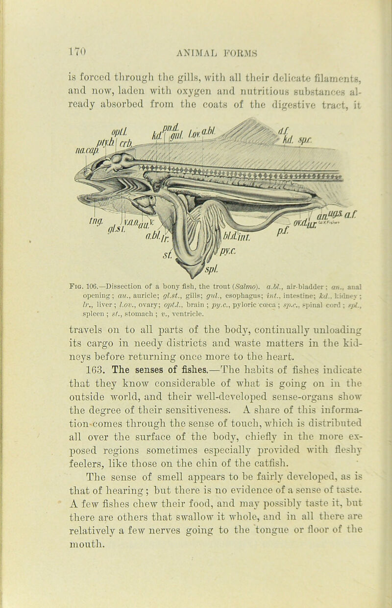 is forced through the gills, with all their delicate filaments, and now, laden with oxygen and nutritious substances al- ready absorbed from the coats of the digestive tract, it Fig. 106.—Dissection of n bony fish, the trout (Salmo). a.bl., air-bladder: an.. anal opening; aw., auricle; gl.st., gills; gul., esophagus; ini., intestine; id., kidney; lr., liver ; l.ov., ovary; opt.l., brain ; py.c., pyloric cceca ; gp.c., spinal cord ; tjA., spleen ; st., stomach ; v., ventricle. travels on to all parts of the body, continually unloading its cargo in needy districts and waste matters in the kid- neys before returning once more to the heart. 163. The senses of fishes.—The habits of fishes indicate that they know considerable of what is going on in the outside world, and their well-developed sense-organs show the degree of their sensitiveness. A share of this informa- tion-conies through the sense of touch, which is distributed all over the surface of the body, chiefly in the more ex- posed regions sometimes especially provided with fleshy feelers, like those on the chin of the catfish. The sense of smell appears to he fairly developed, as is that of hearing ; hut there is no evidence of a sense of taste. A few fishes chew their food, and may possibly taste it, hut there are others that swallow it whole, and in all there are relatively a few nerves going to the tongue or floor of the month.