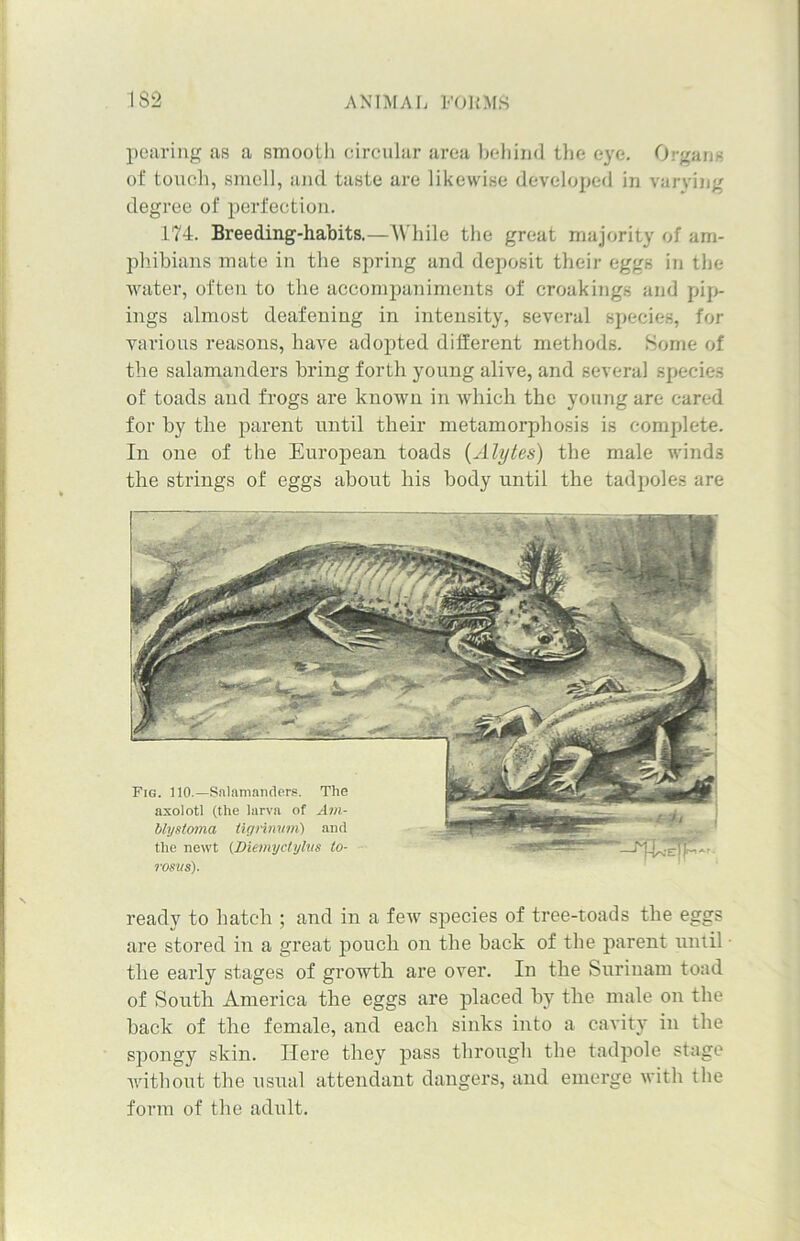 pearing as a smooth circular area behind the eye. Organs of touch, smell, and taste are likewise developed in varying degree of perfection. 174. Breeding-habits.—While the great majority of am- phibians mate in the spring and deposit their eggs in the water, often to the accompaniments of croakings and pip- ings almost deafening in intensity, several species, for various reasons, have adopted different methods. Some of the salamanders bring forth young alive, and several species of toads and frogs are known in which the young are cared for by the parent until their metamorphosis is complete. In one of the European toads (Alytes) the male winds the strings of eggs about his body until the tadpoles are rosus). ready to hatch ; and in a few species of tree-toads the eggs are stored in a great pouch on the back of the parent until • the early stages of growth are over. In the Surinam toad of South America the eggs are placed by the male on the back of the female, and each sinks into a cavity in the spongy skin. Here they pass through the tadpole stage without the usual attendant dangers, and emerge with the form of the adult.